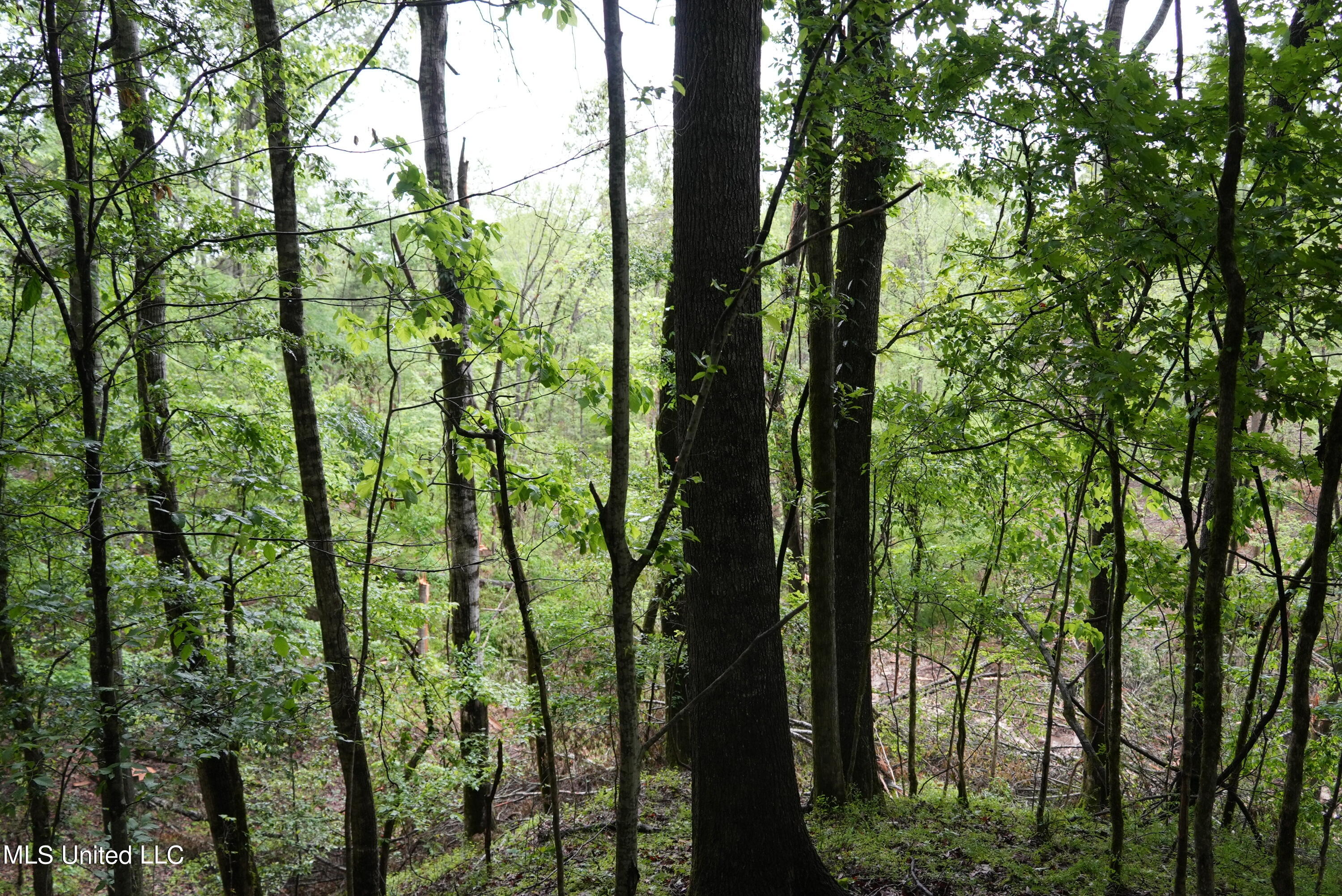 0 Old Port Gibson Road Port Gibson, MS 39150 - Photo 7 of 17 DSC00715