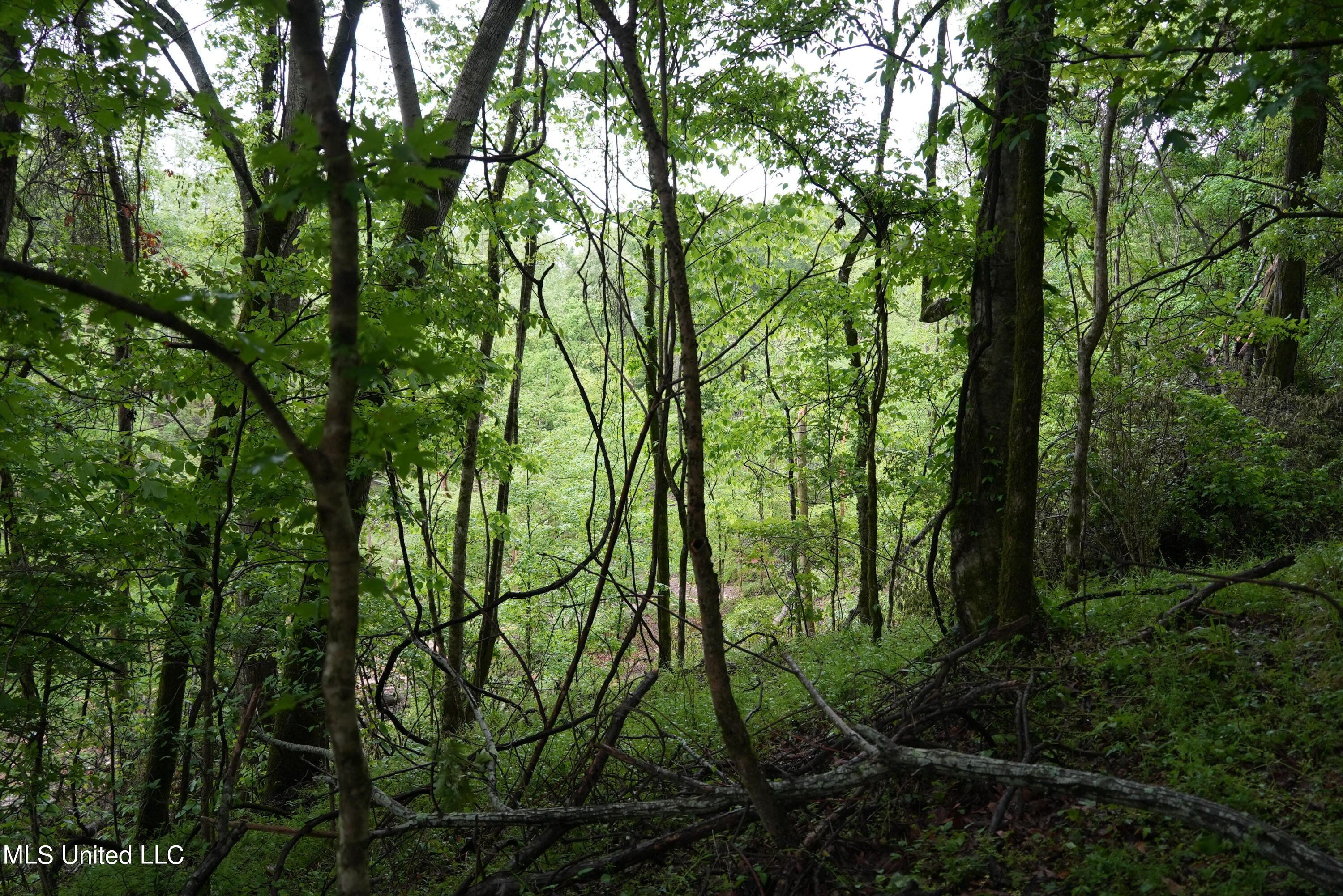 0 Old Port Gibson Road Port Gibson, MS 39150 - Photo 8 of 17 DSC00716