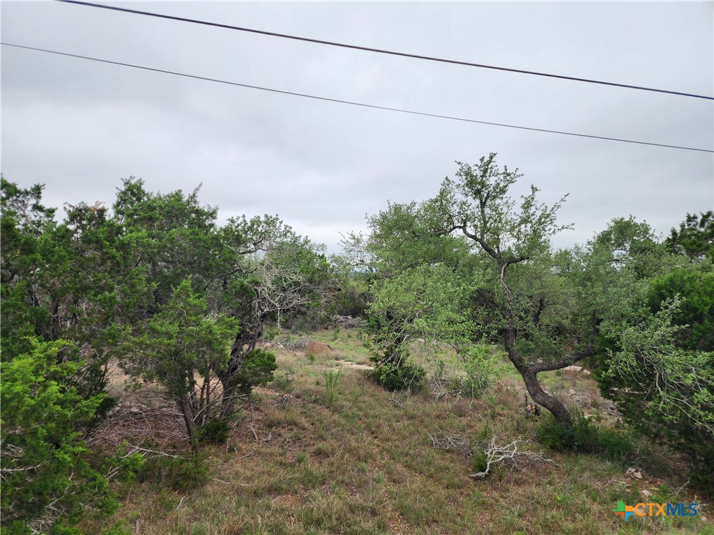 286 Flanders Fischer, TX 78623 - Photo 4 of 4 a backyard with a tree