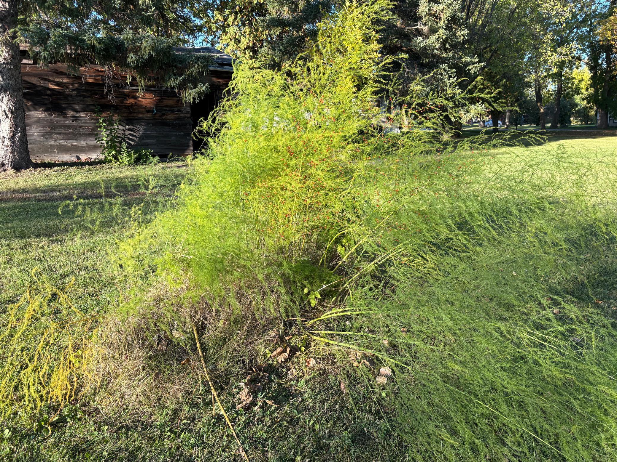 211 7th Avenue Southeast Baudette, MN 56623 - Photo 12 of 12