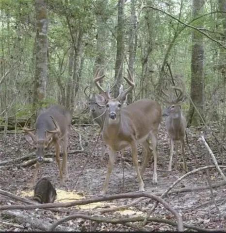 $585,000 | 0 Powerline Road, Angie, LA 70426