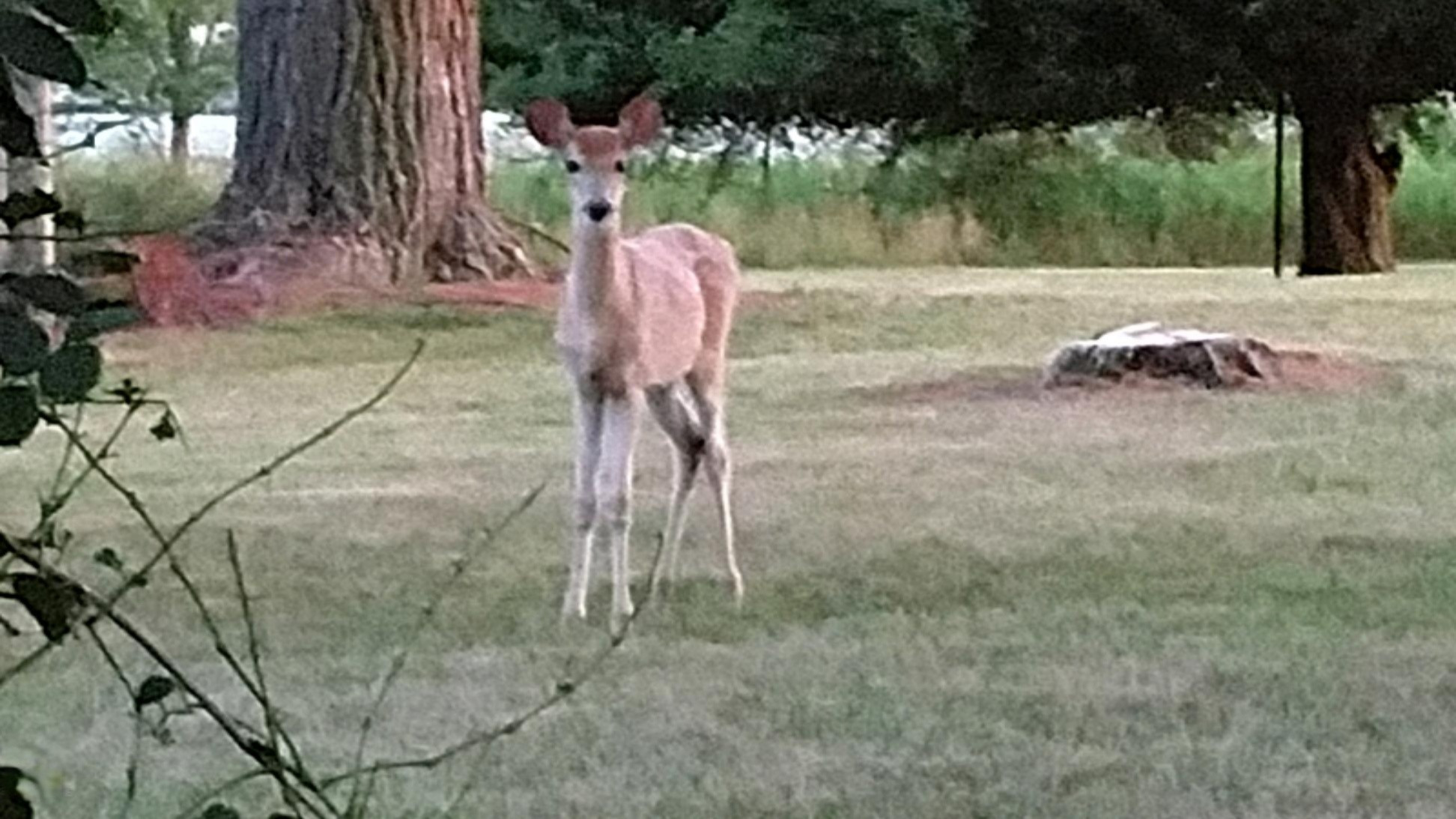 10907 Kendaville Road Coral, MI 49322 - Photo 29 of 31 deer are comfortable in the yard