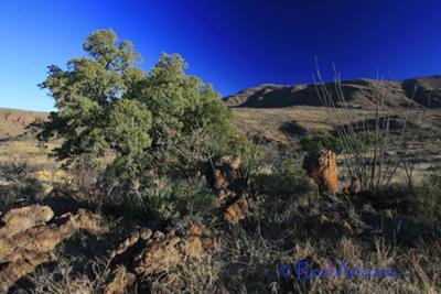 0 Grosvenor Way Rio Rico, AZ 85648 - Photo 8 of 10