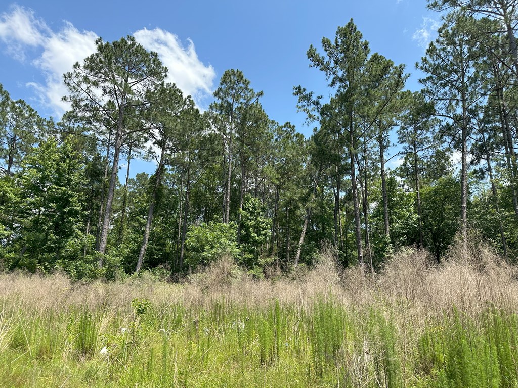 Lot 7 South Springhill Road Gordon, AL 36343 - Photo 9 of 14