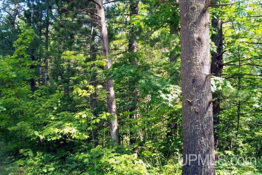 5744 North Co Road Manistique, MI 49854 - Photo 10 of 17