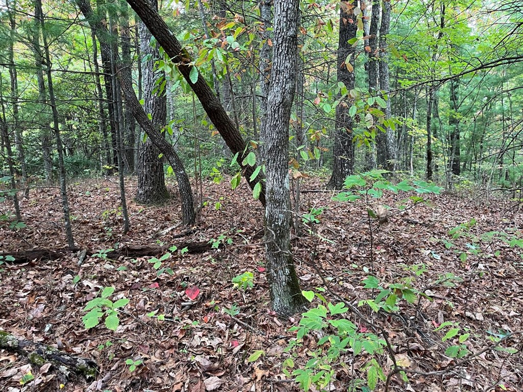 Tbd Burrell Mountain Road Murphy, NC 28906 - Photo 5 of 28