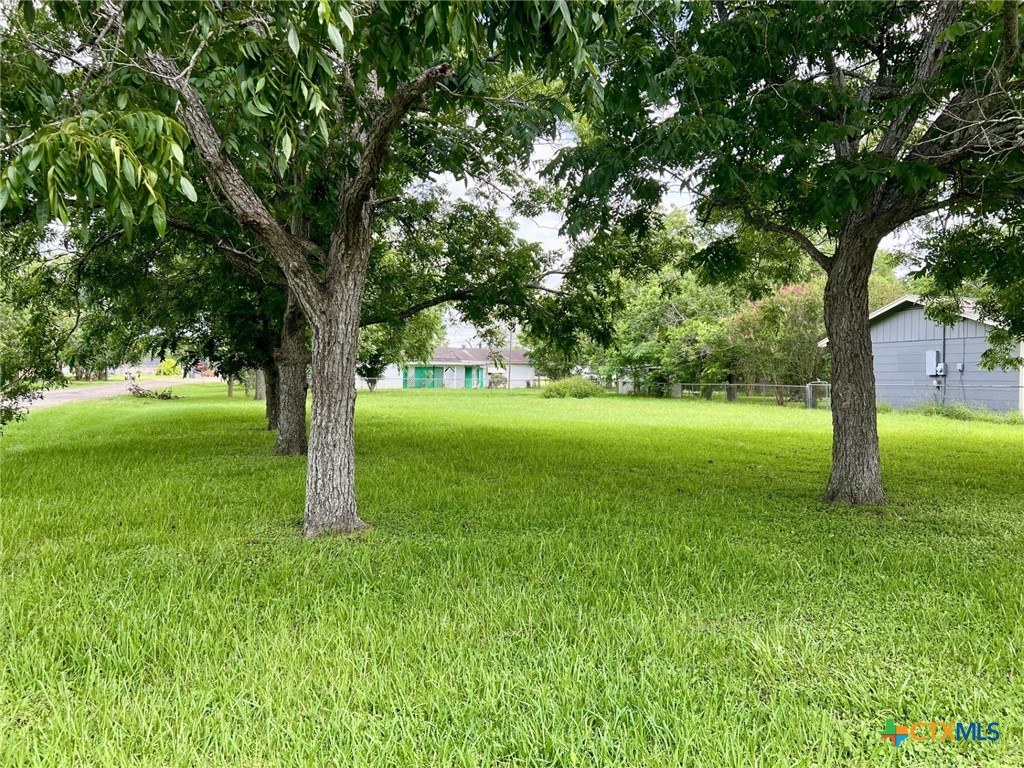 a view of an trees in a yard