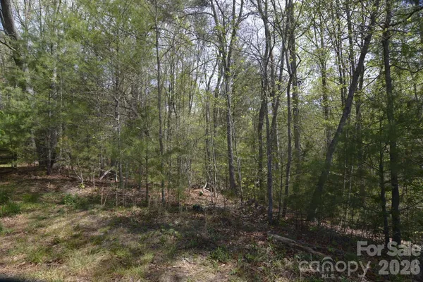 a view of a forest with trees in the background