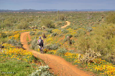 2316 West Steed Ridge Phoenix, AZ 85085 - Photo 34 of 40 The Phoenix Sonoran Preserve