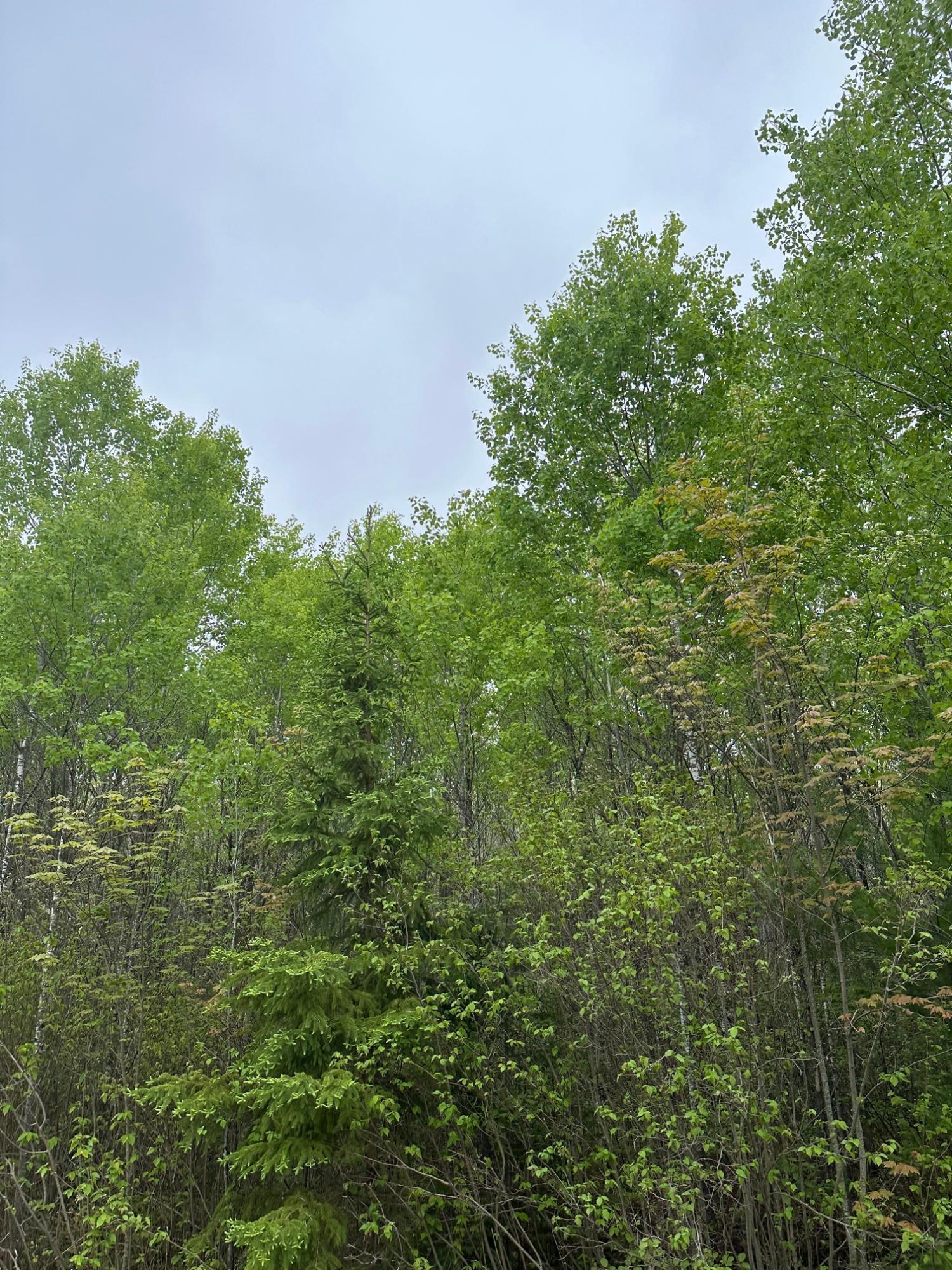 On Burrows Lake Road, Unit LOT 9 ELD Tomahawk, WI 54487 - Photo 1 of 1 Gallery Image 1