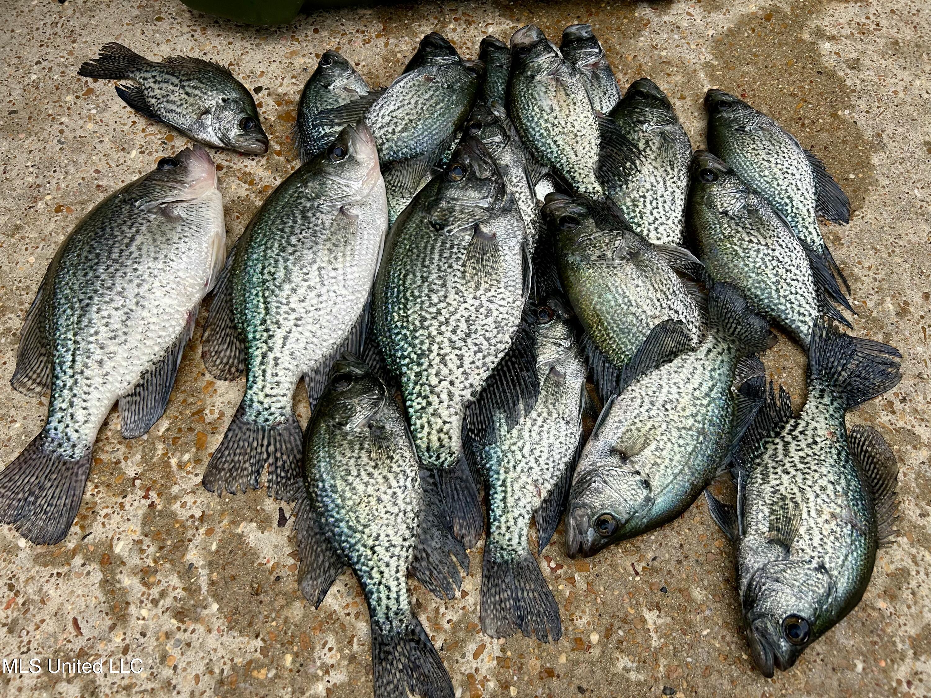 103 Quarles Drive Madison, MS 39110 - Photo 30 of 37 26