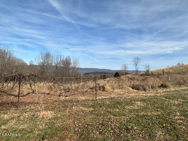 590 Johnson Road Tazewell, TN 37879 - Photo 43 of 44 grape vines