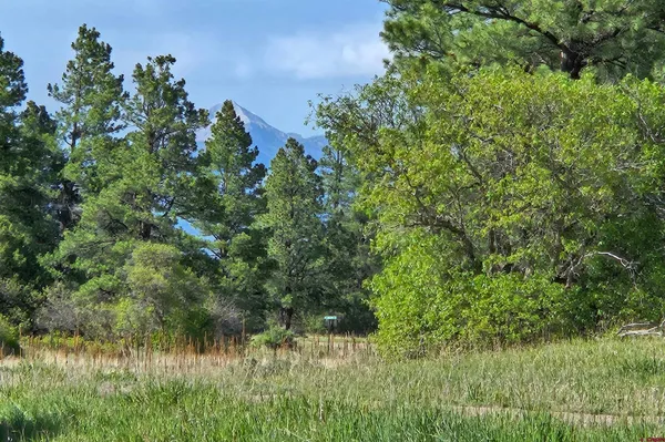 a view of a lush green forest with lawn chairs