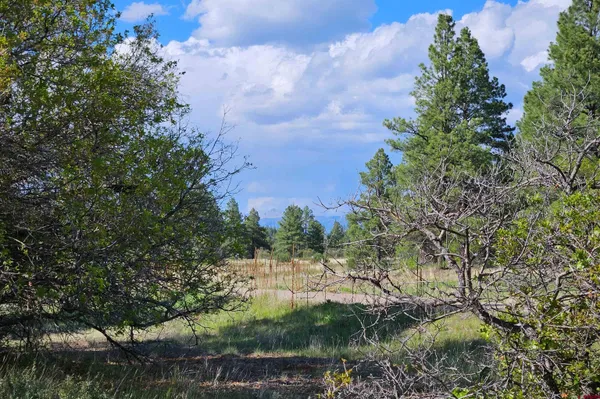 a view of lake from yard