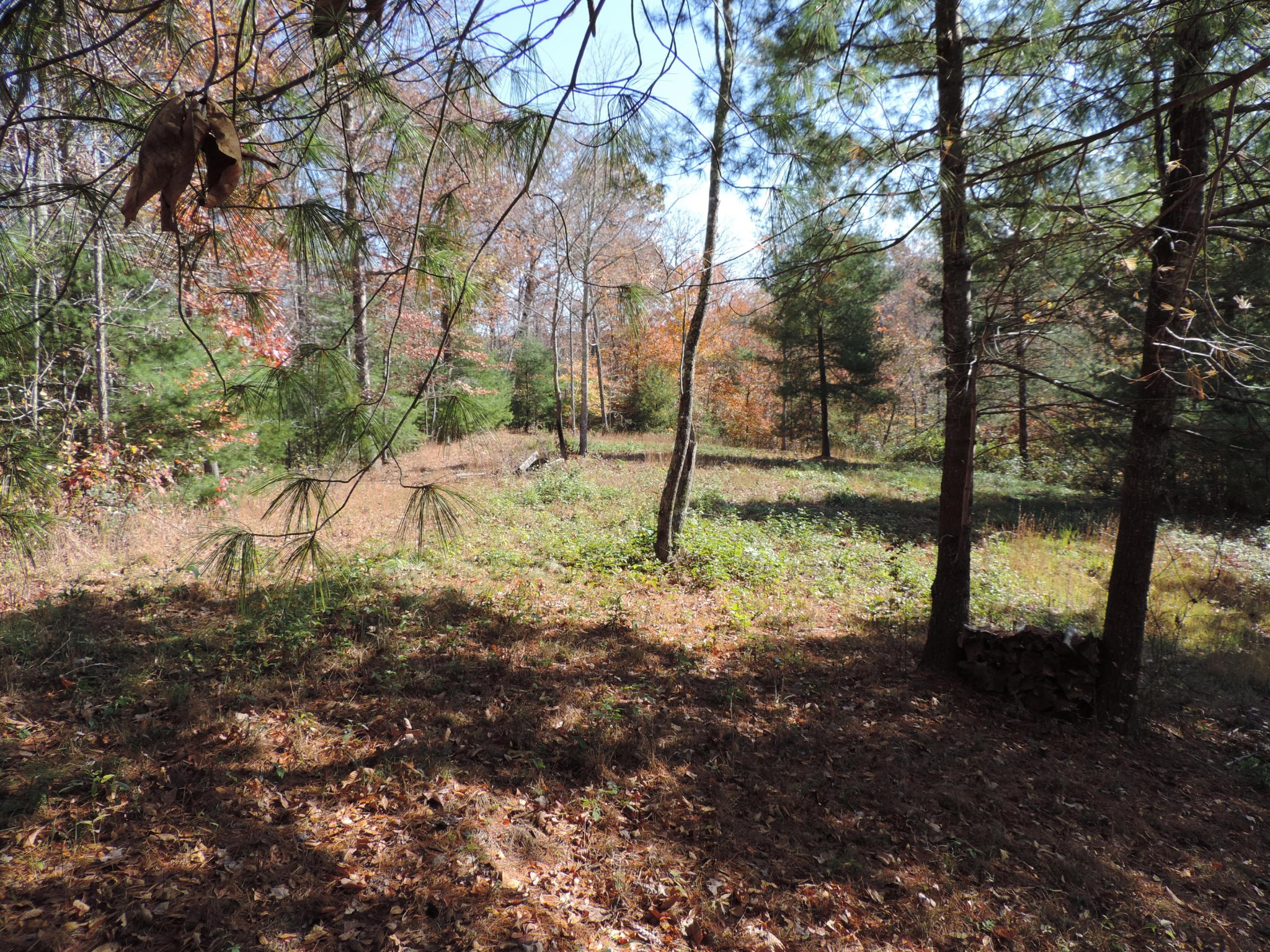0 Phillips Cemetery Road Helenwood, TN 37755 - Photo 8 of 20 Gallery Image 8