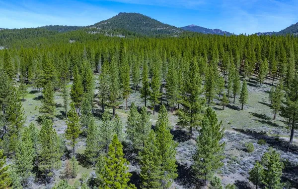 a view of an lush green forest