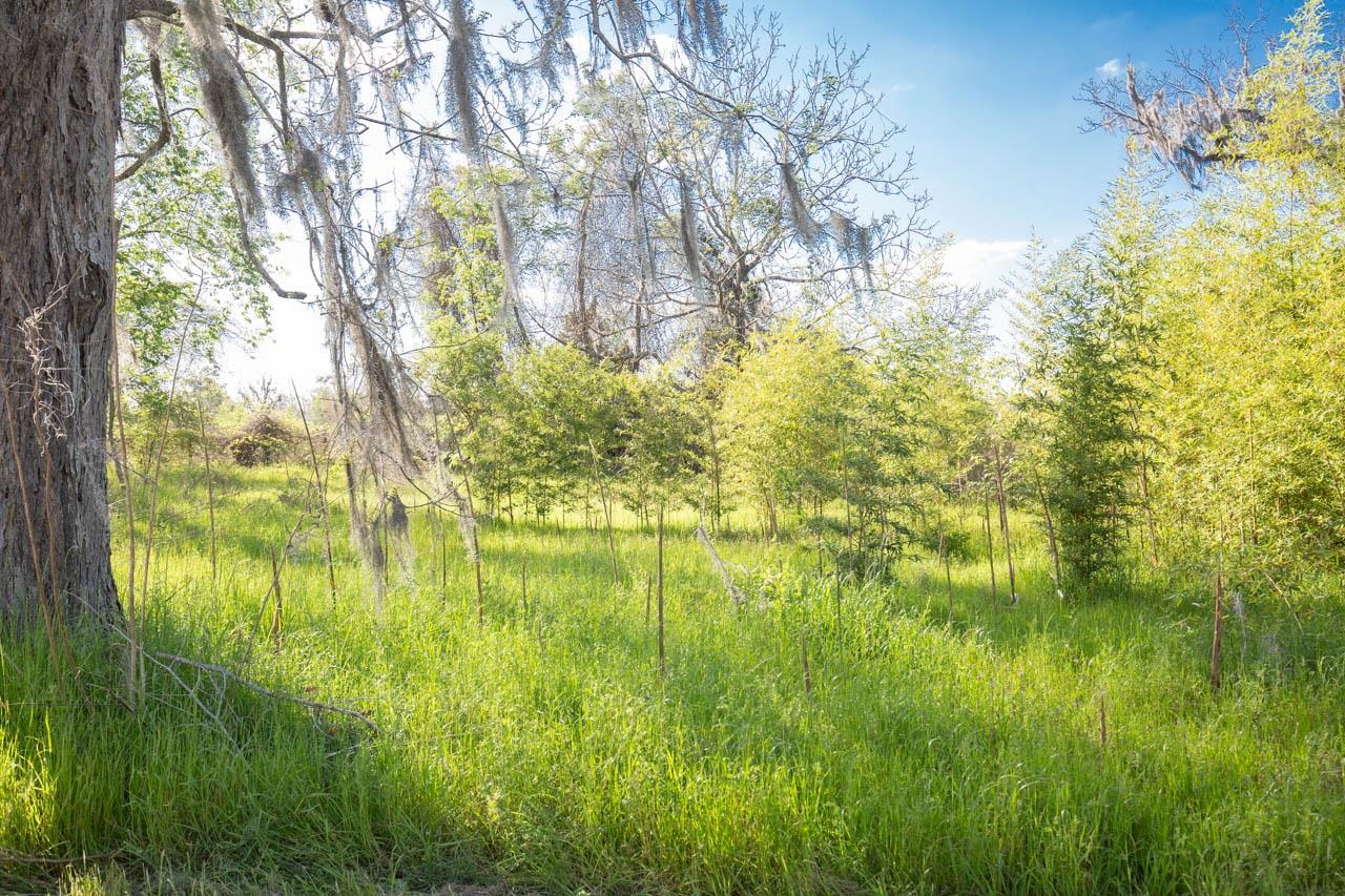 756 Frank Lacy Road Monticello, FL 32344 - Photo 29 of 35