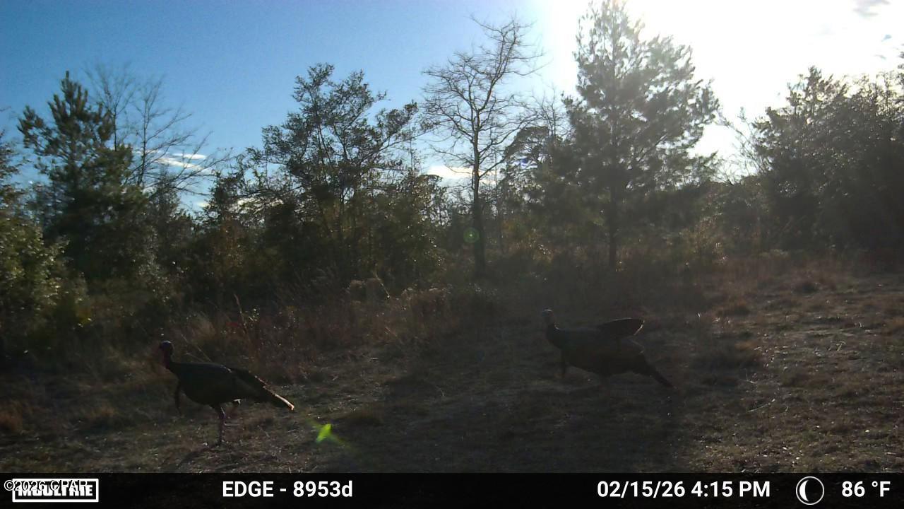 705 Cornwell Road Alford, FL 32420 - Photo 70 of 89