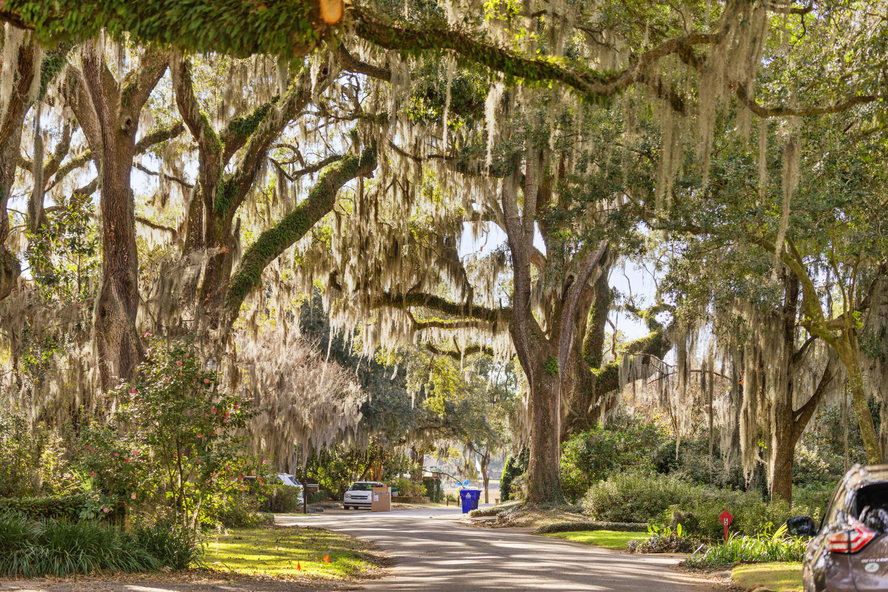 28 Broughton Road Charleston, SC 29407 - Photo 41 of 42 Tree-Lined Neighborhood Streets