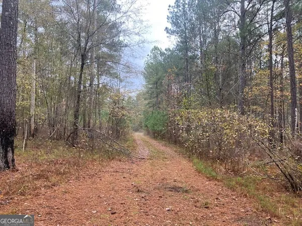 a view of a forest with trees