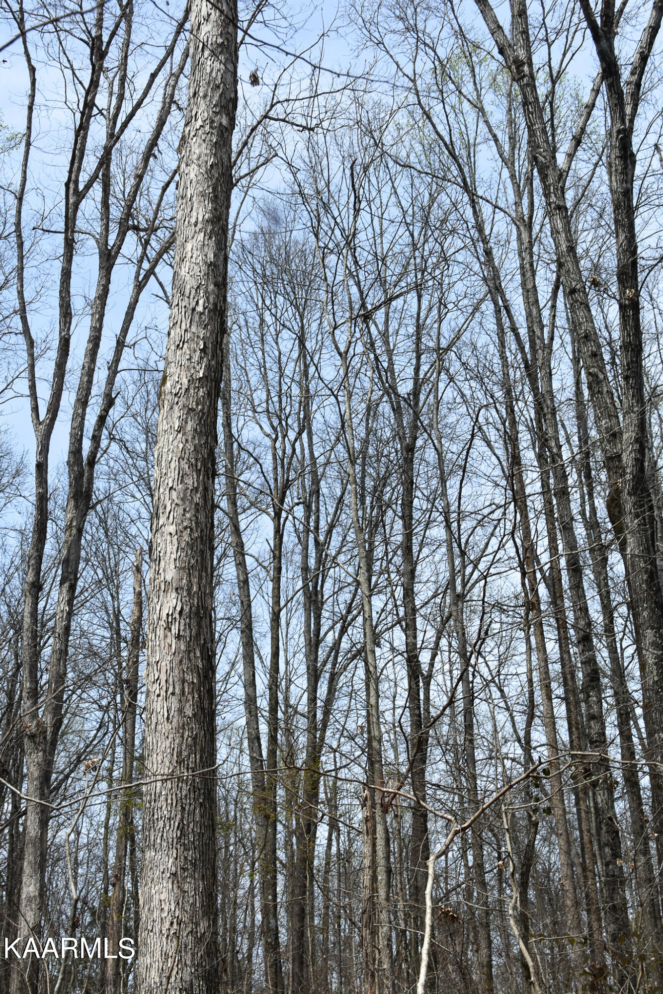 29 County Road Calhoun, TN 37309 - Photo 1 of 31 Mouse Creek_McMinn Co.-01