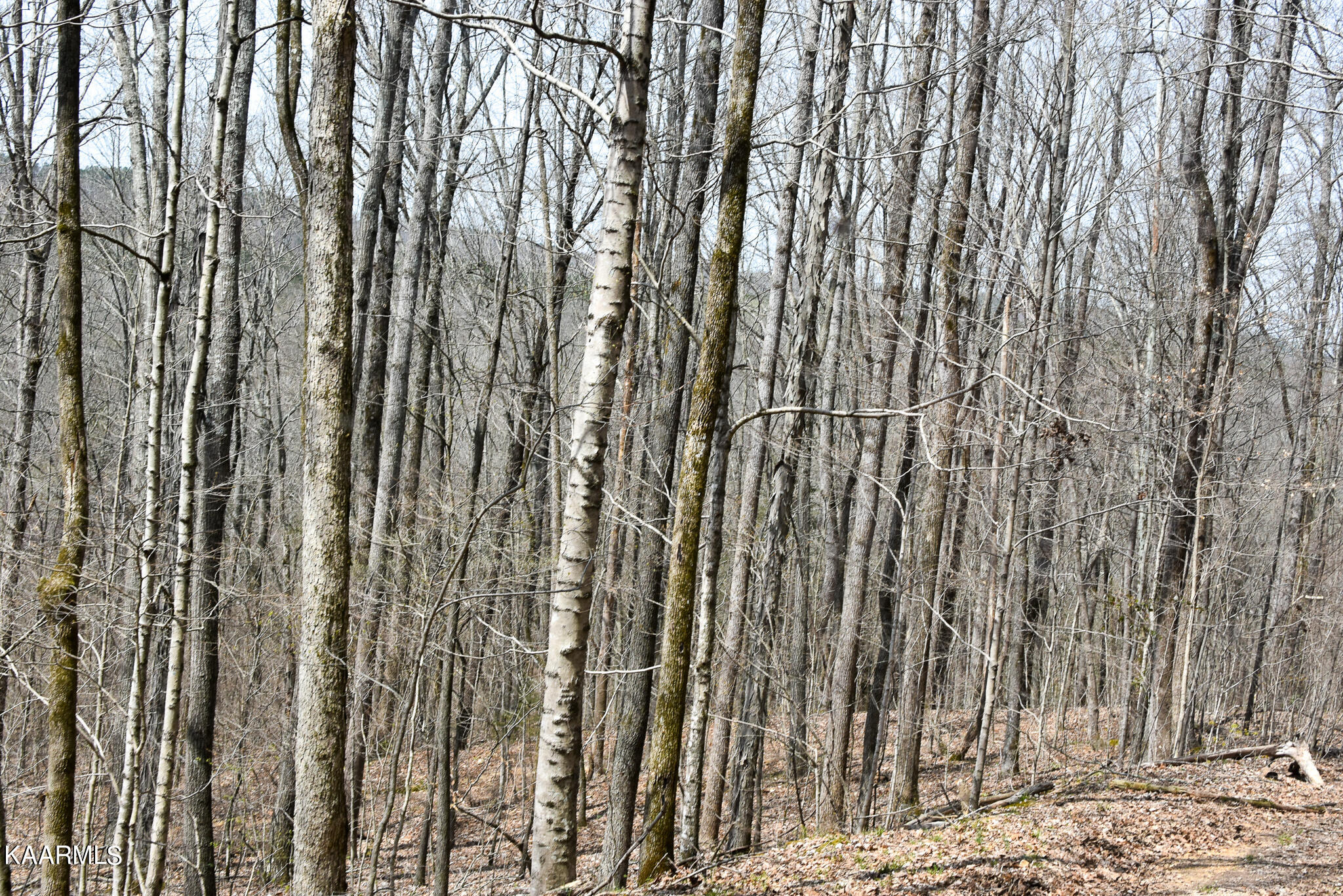 29 County Road Calhoun, TN 37309 - Photo 5 of 31 Mouse Creek_McMinn Co.-04