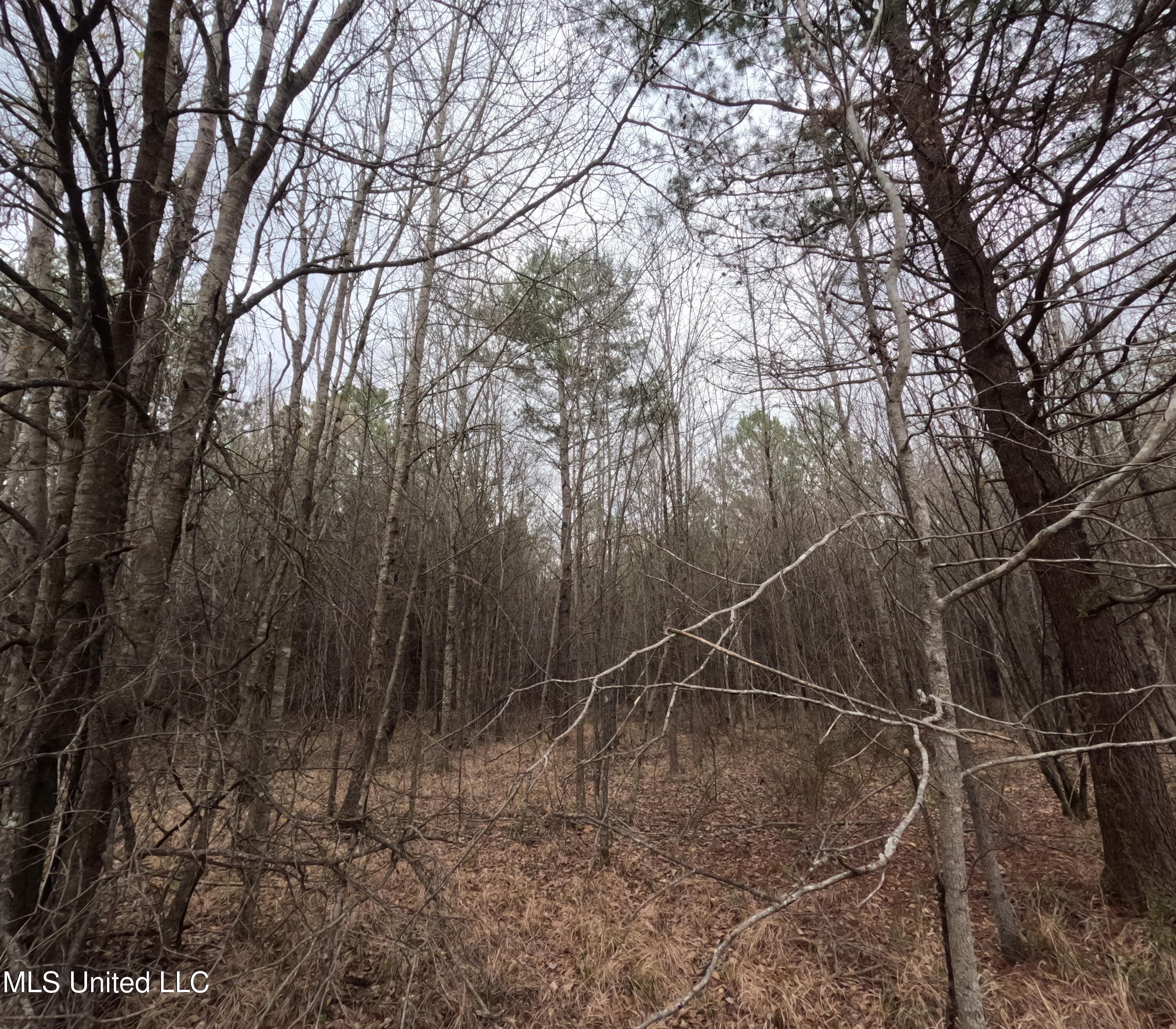 Christian Hts Road Braxton, MS 39044 - Photo 15 of 76 GOPR0781