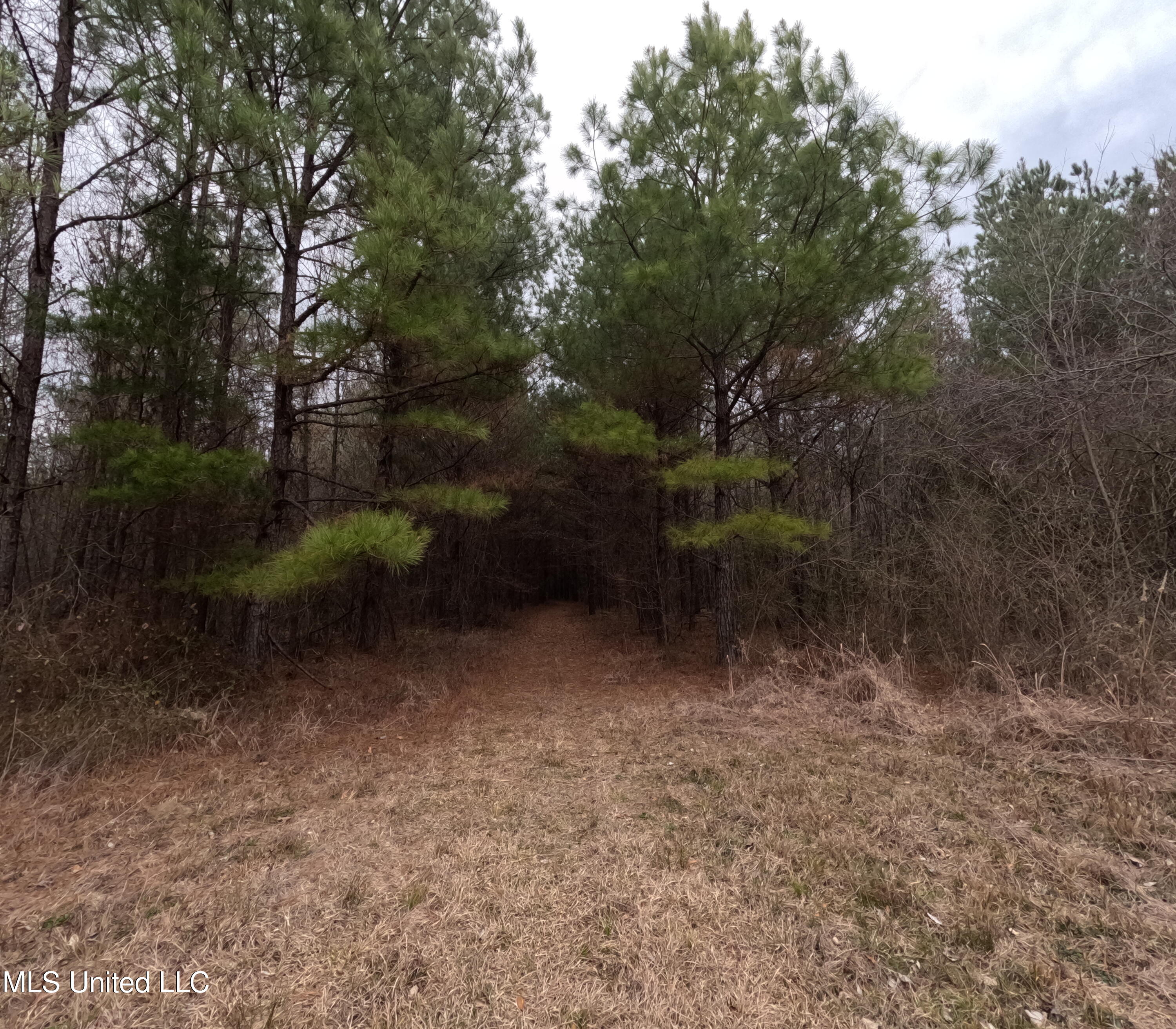 Christian Hts Road Braxton, MS 39044 - Photo 16 of 76 GOPR0782