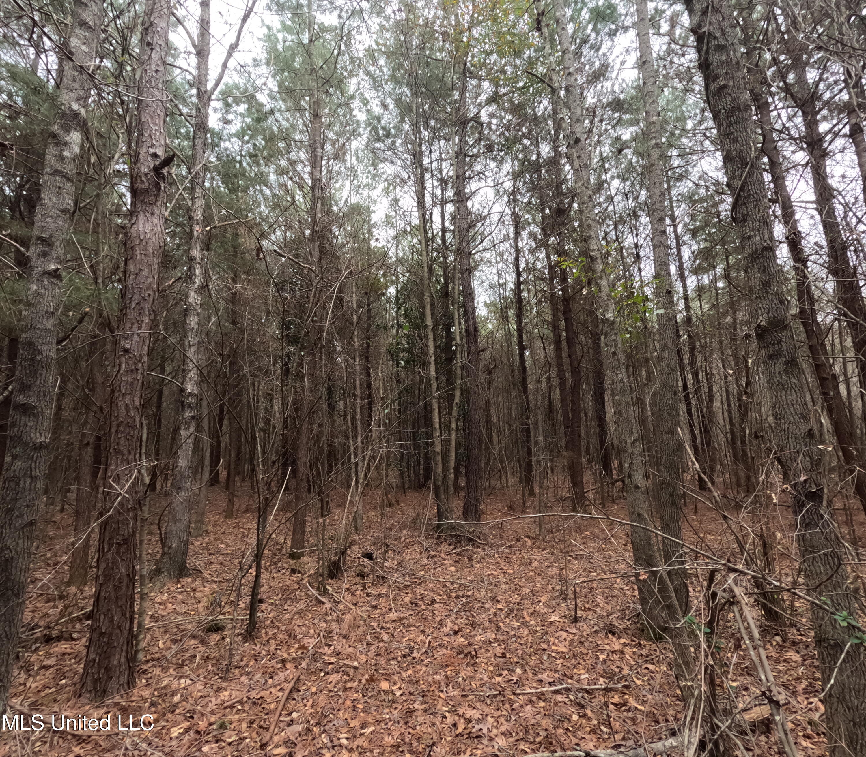 Christian Hts Road Braxton, MS 39044 - Photo 20 of 76 GOPR0786