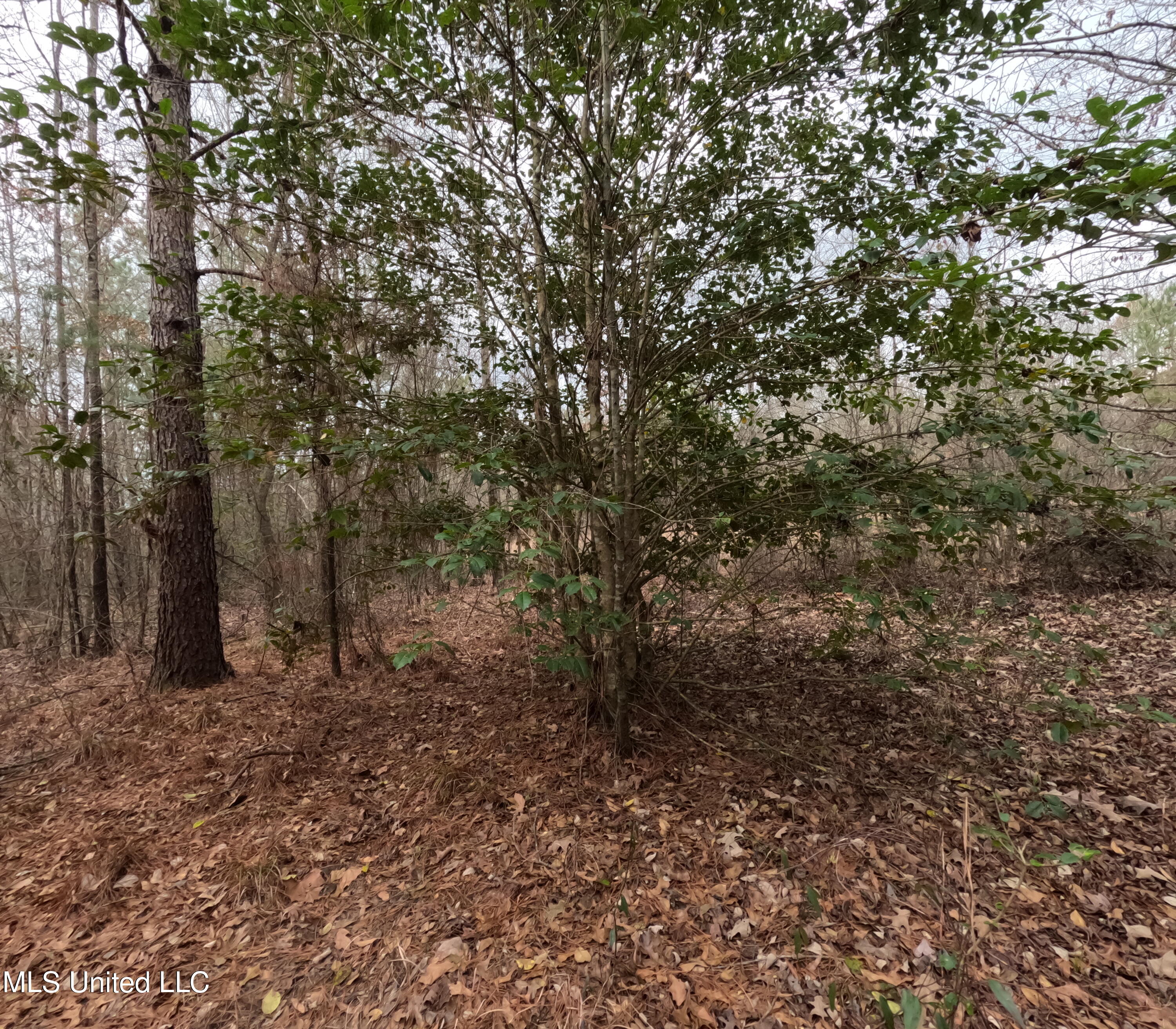 Christian Hts Road Braxton, MS 39044 - Photo 22 of 76 GOPR0788