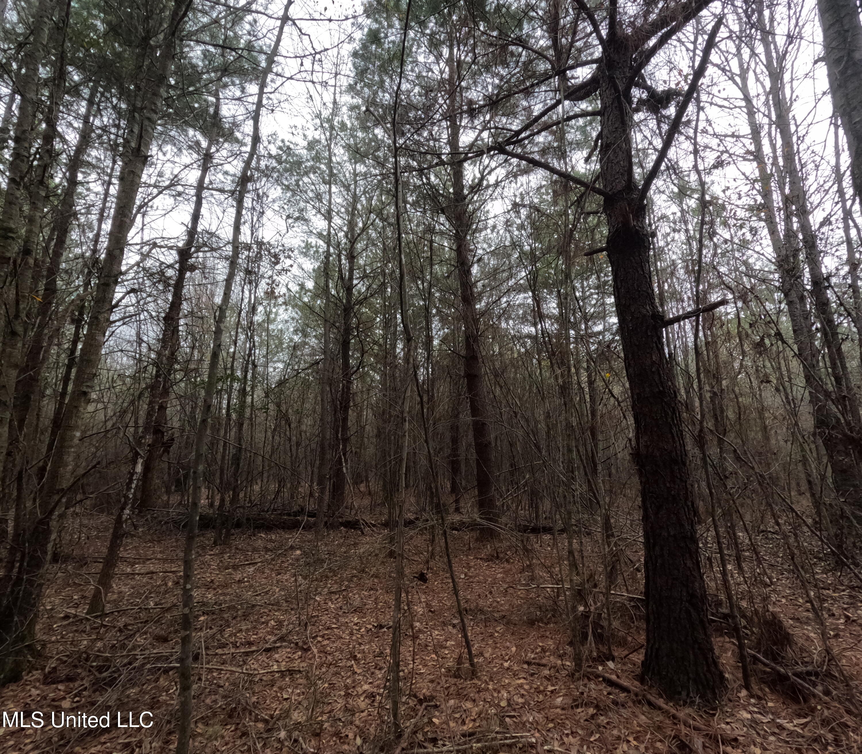 Christian Hts Road Braxton, MS 39044 - Photo 23 of 76 GOPR0789