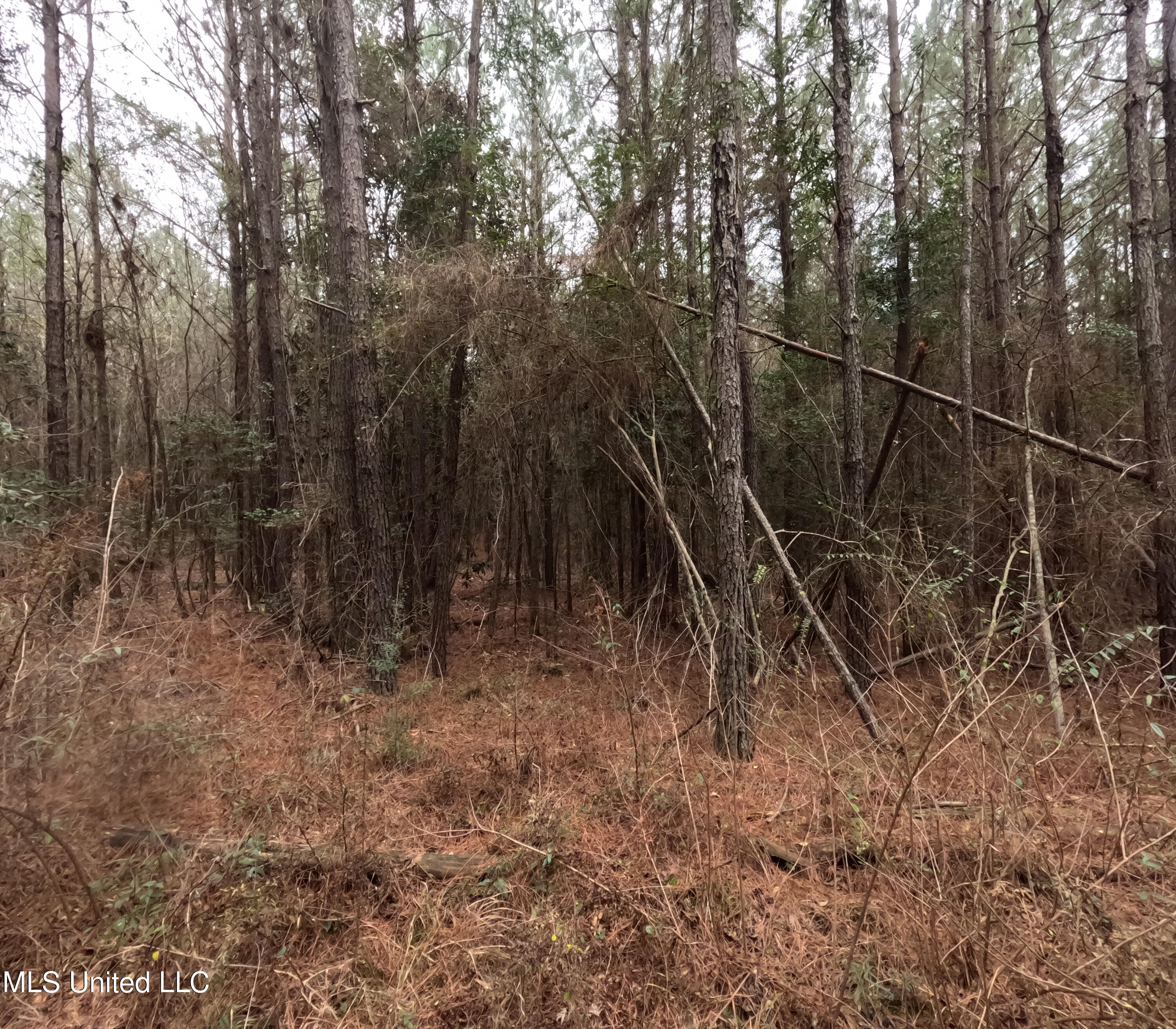 Christian Hts Road Braxton, MS 39044 - Photo 38 of 76 GOPR0806
