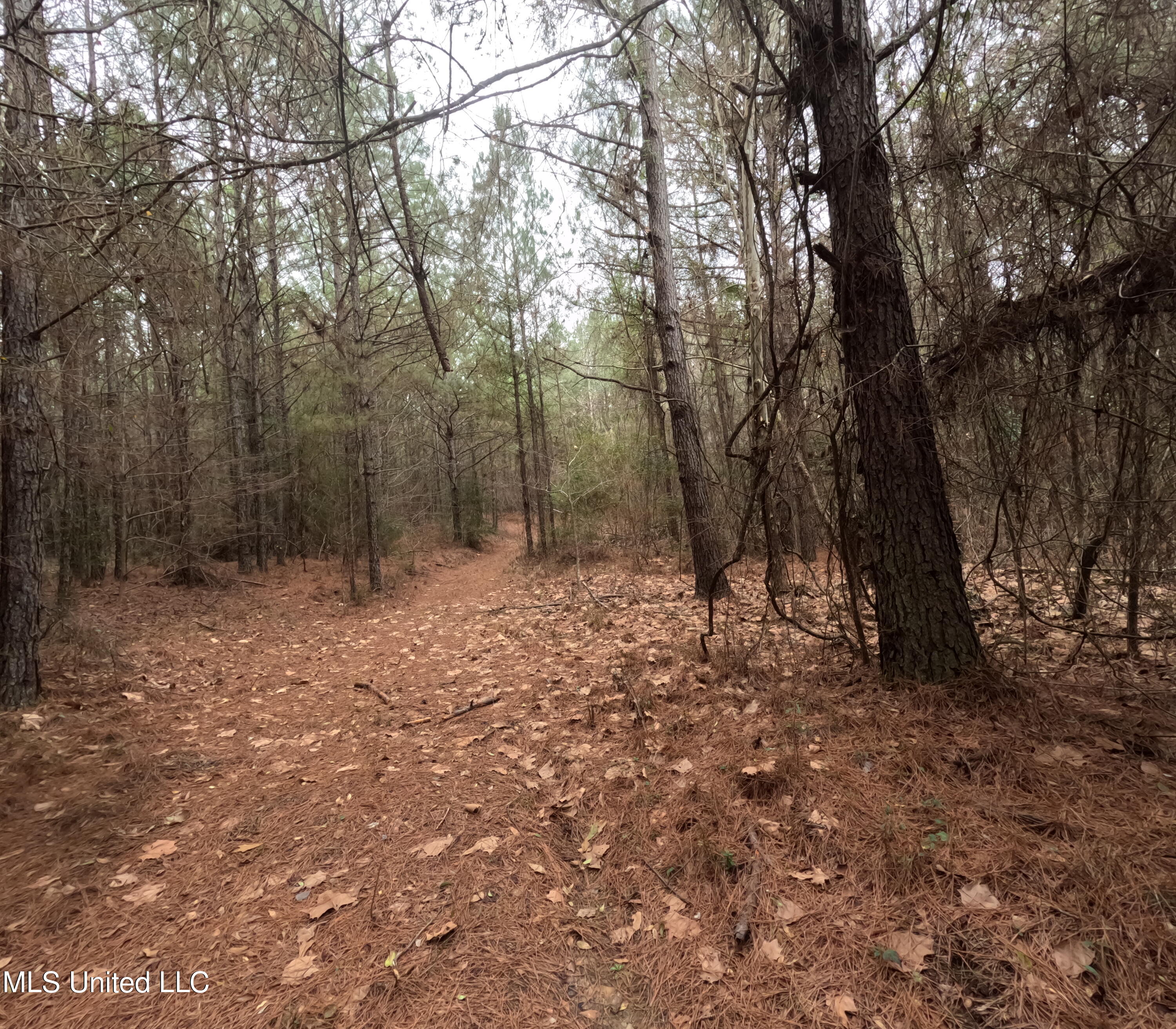 Christian Hts Road Braxton, MS 39044 - Photo 39 of 76 GOPR0807