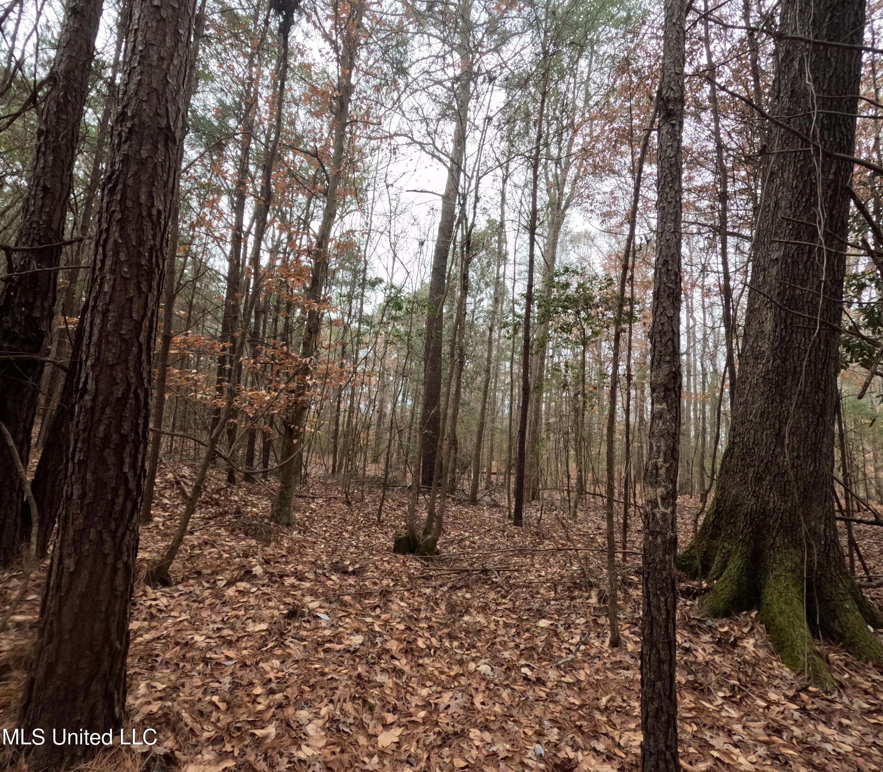 Christian Hts Road Braxton, MS 39044 - Photo 43 of 76 GOPR0811
