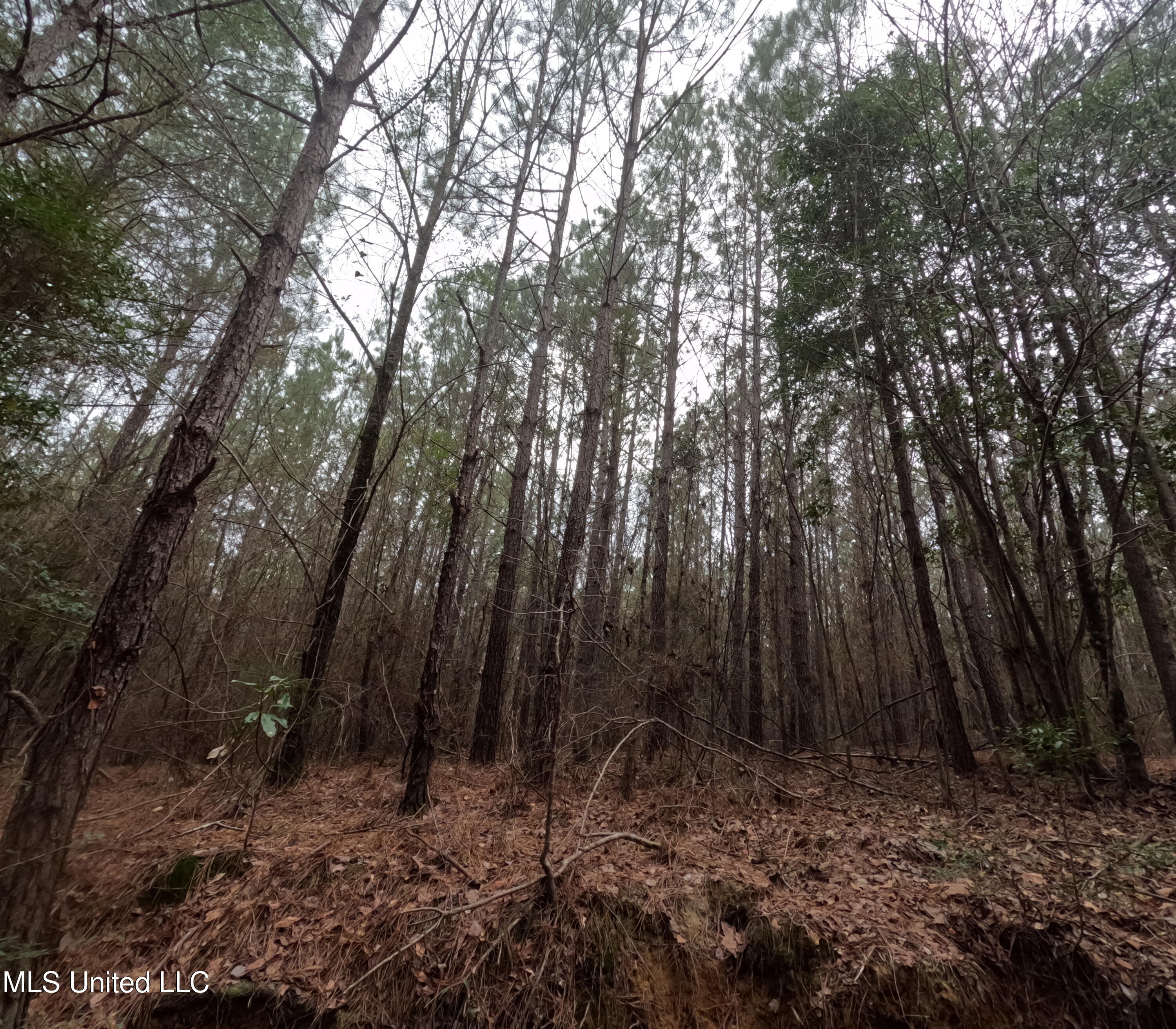 Christian Hts Road Braxton, MS 39044 - Photo 45 of 76 GOPR0813