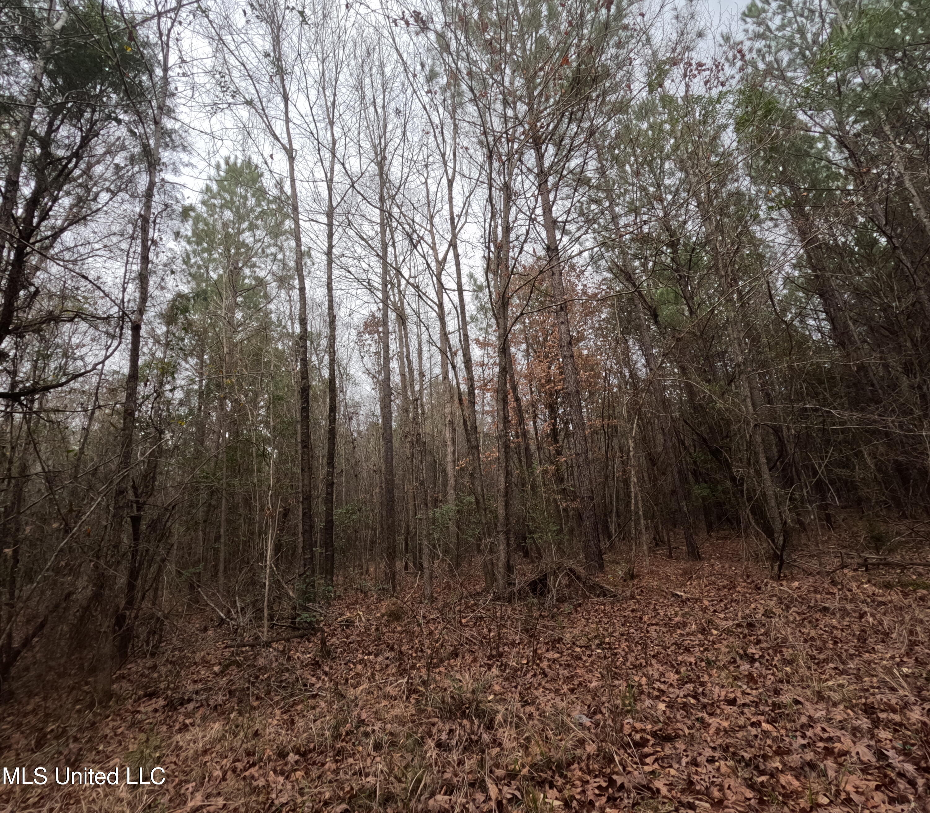 Christian Hts Road Braxton, MS 39044 - Photo 46 of 76 GOPR0814