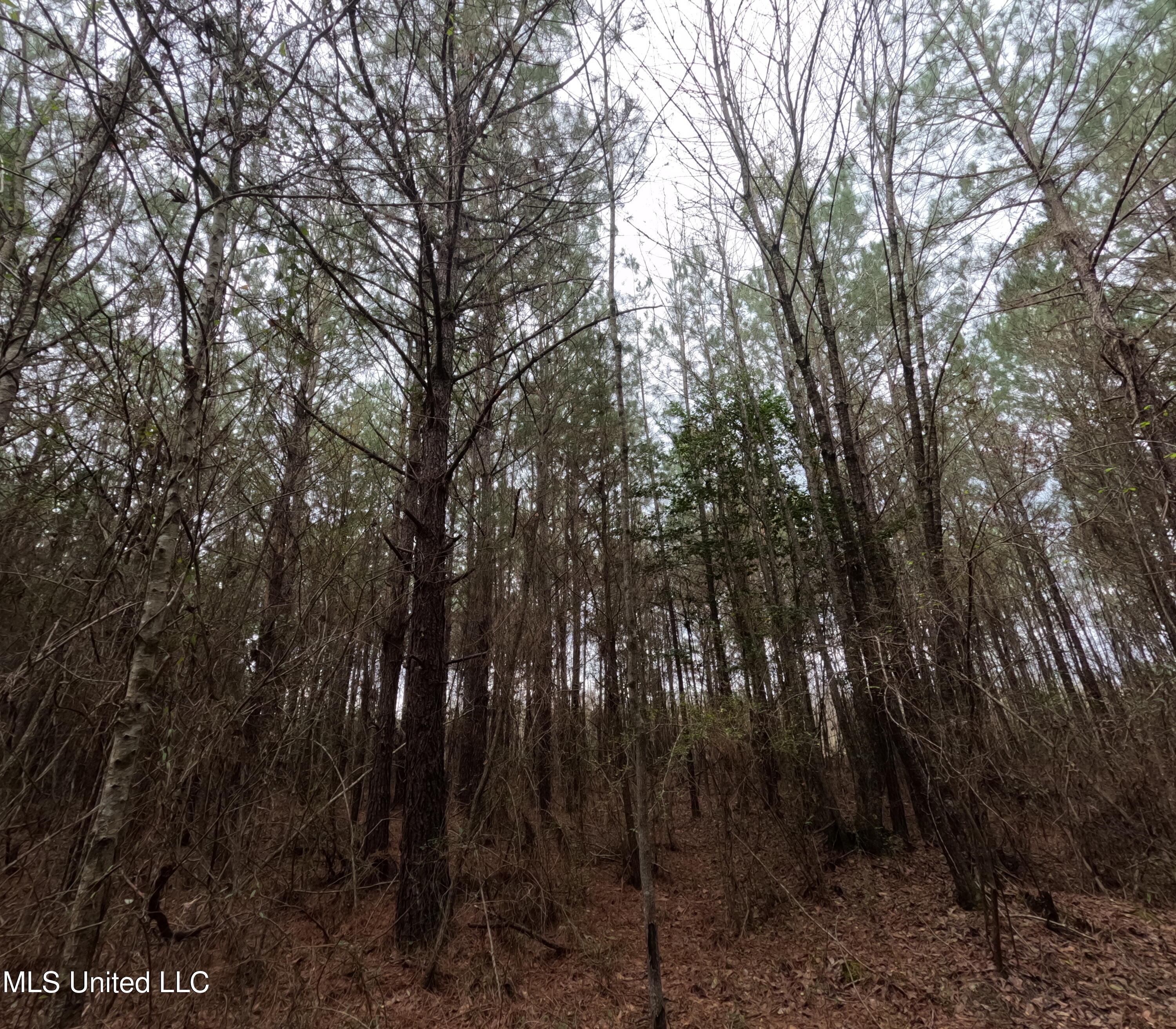 Christian Hts Road Braxton, MS 39044 - Photo 8 of 76 GOPR0774