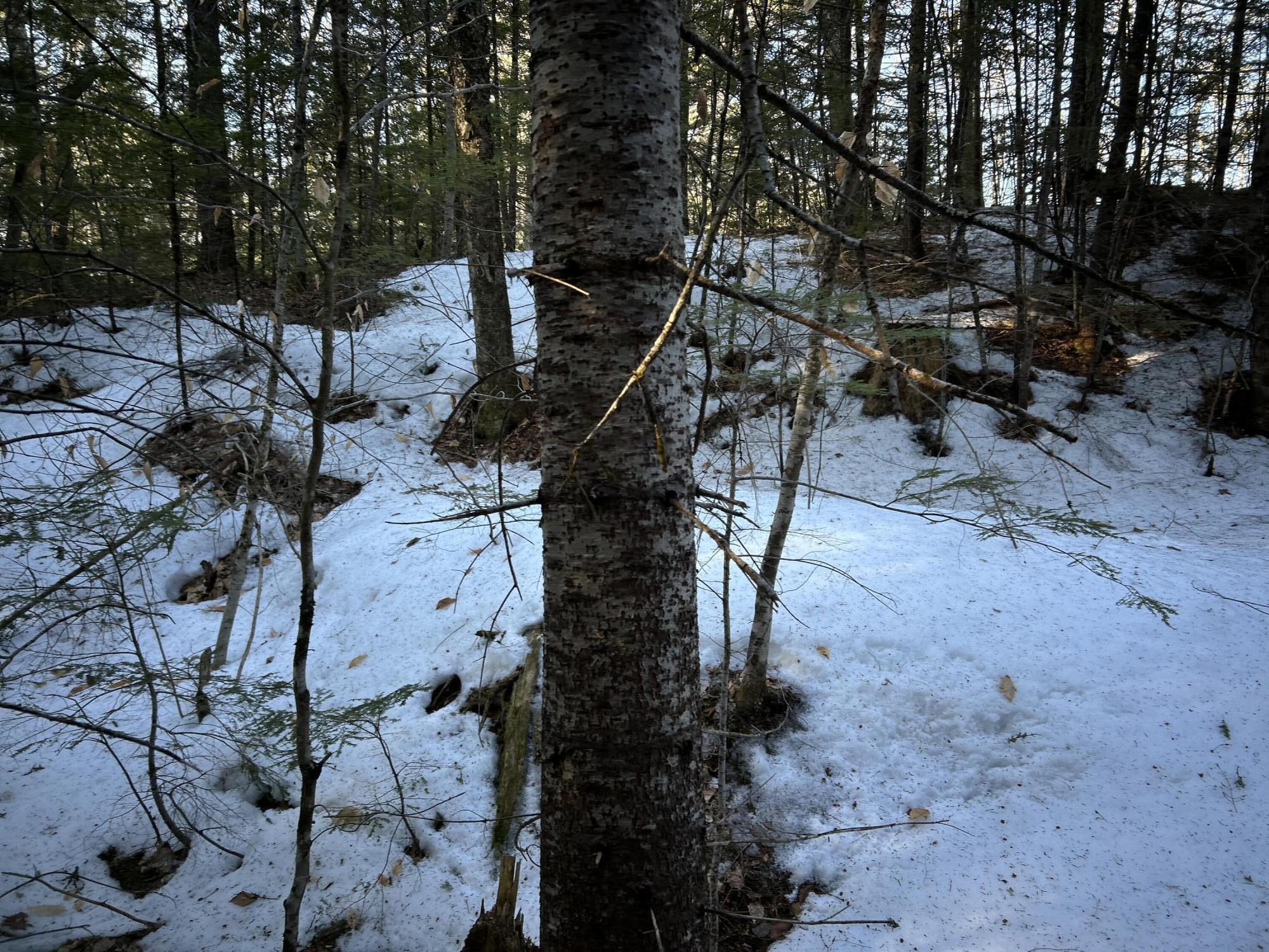 Map13-lot11 Field View Road Fryeburg, ME 04037 - Photo 14 of 37 IMG_7089