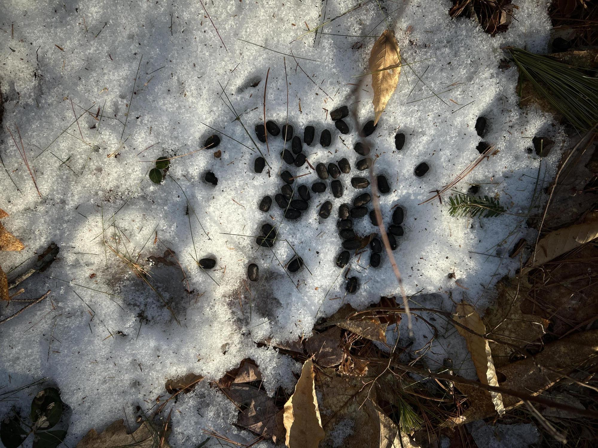 Map13-lot11 Field View Road Fryeburg, ME 04037 - Photo 17 of 37 IMG_7077