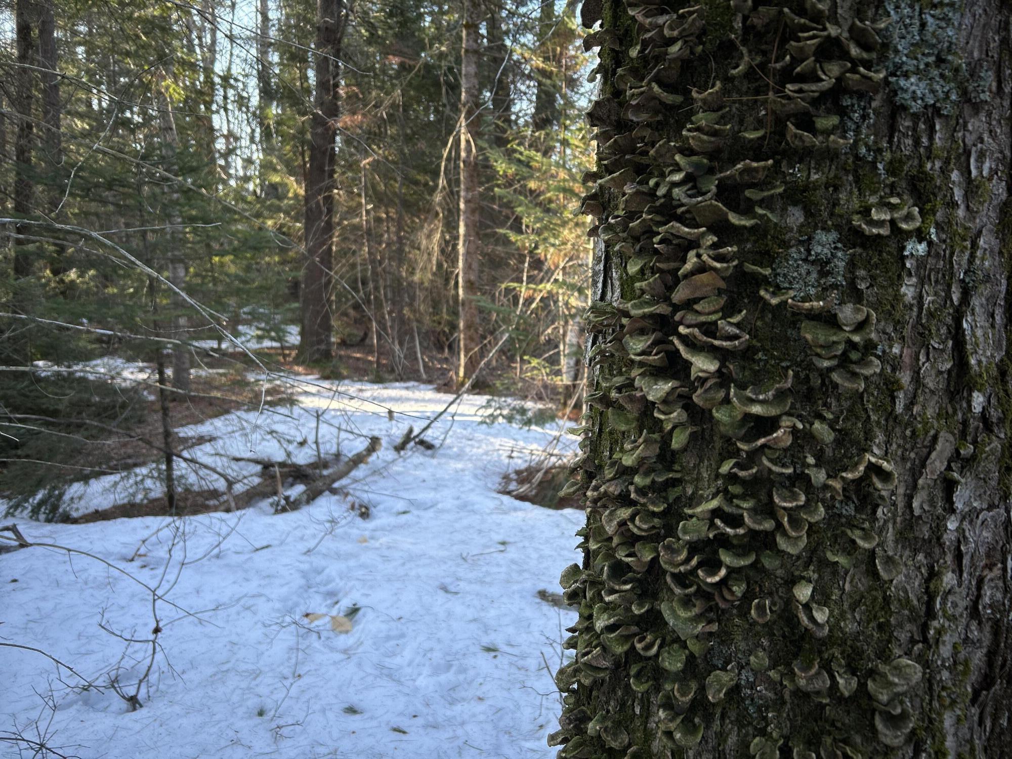 Map13-lot11 Field View Road Fryeburg, ME 04037 - Photo 19 of 37 IMG_7064