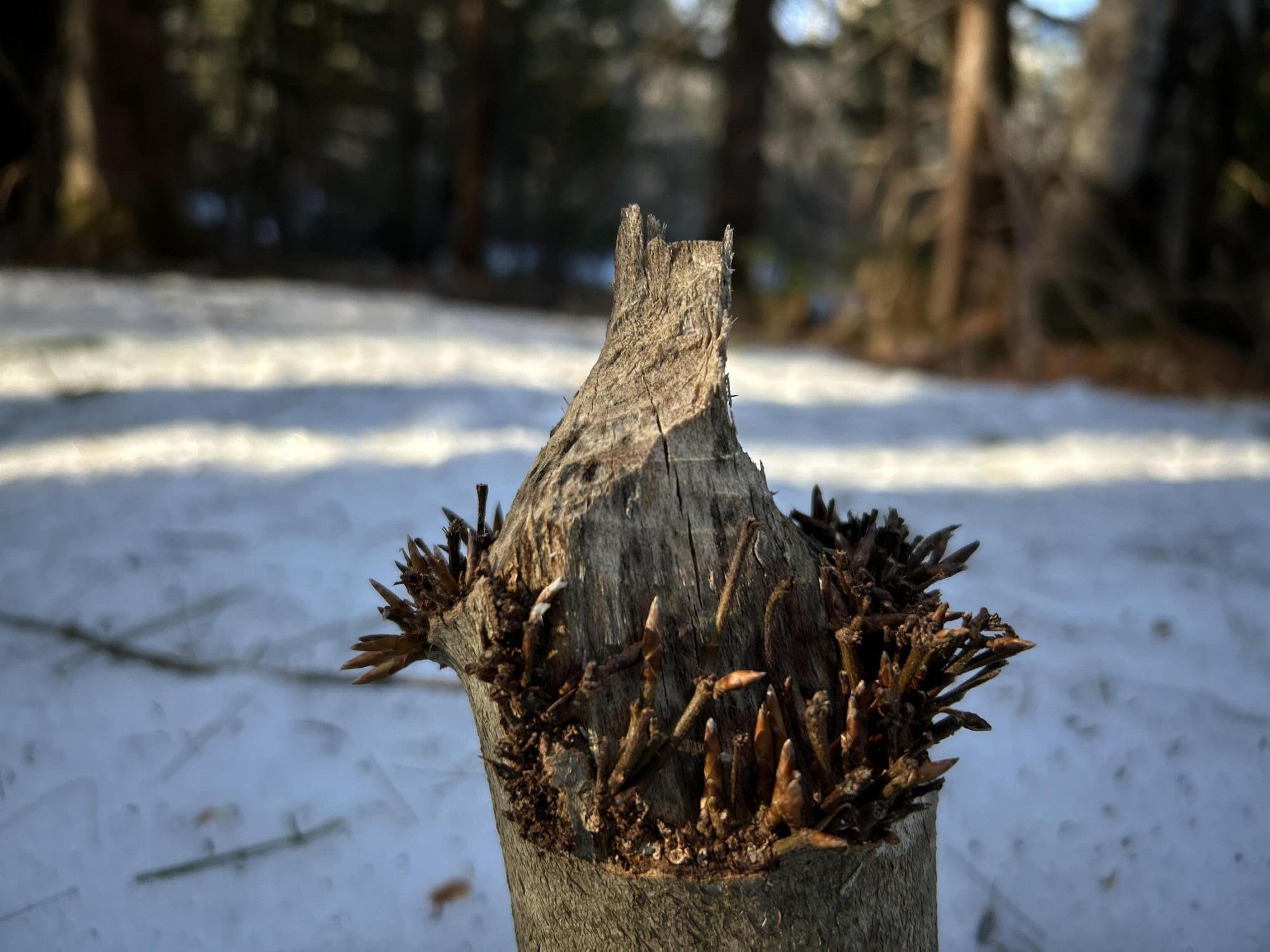 Map13-lot11 Field View Road Fryeburg, ME 04037 - Photo 20 of 37 IMG_7068