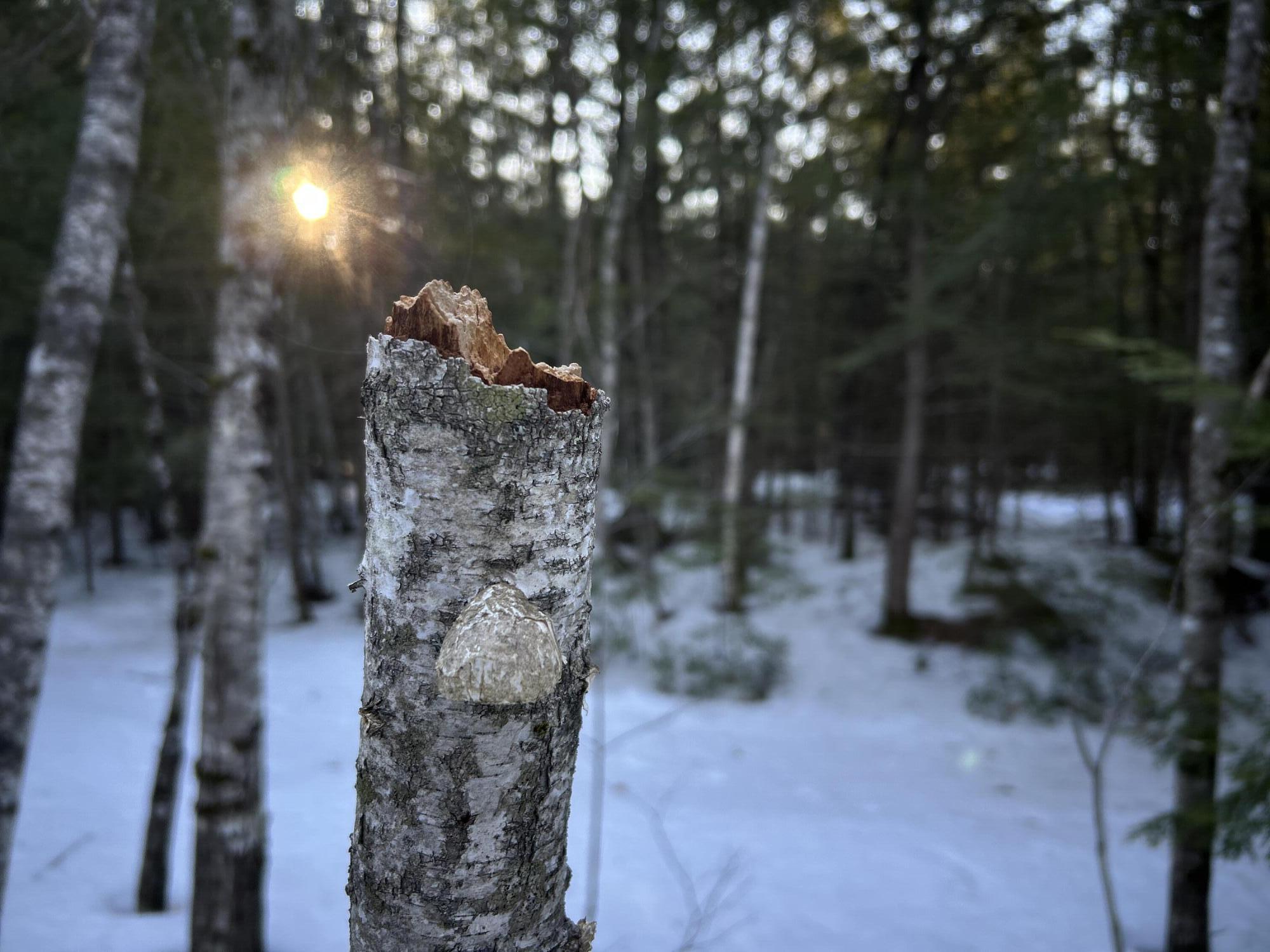 Map13-lot11 Field View Road Fryeburg, ME 04037 - Photo 26 of 37 IMG_7042
