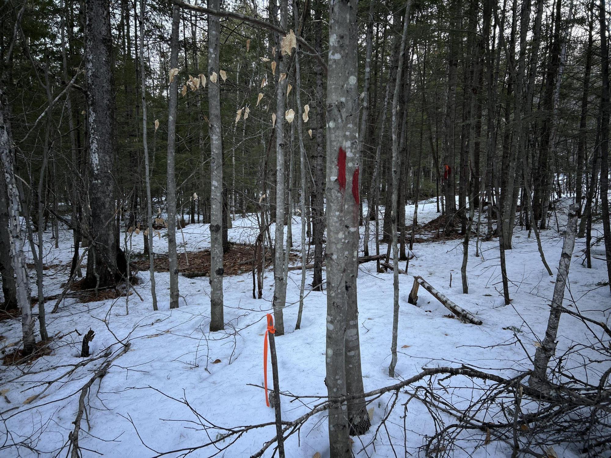 Map13-lot11 Field View Road Fryeburg, ME 04037 - Photo 31 of 37 IMG_7013