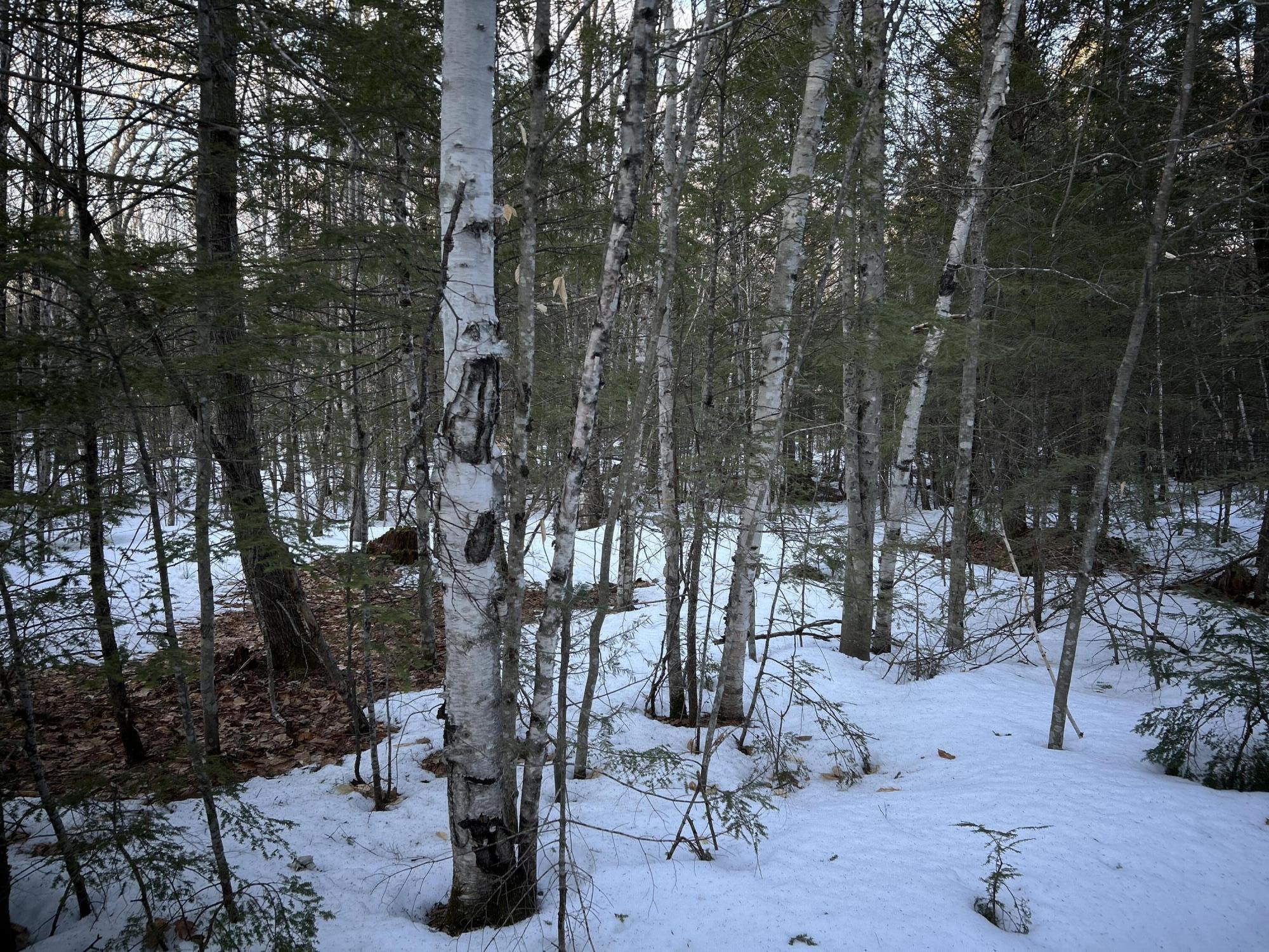 Map13-lot11 Field View Road Fryeburg, ME 04037 - Photo 33 of 37 IMG_7006