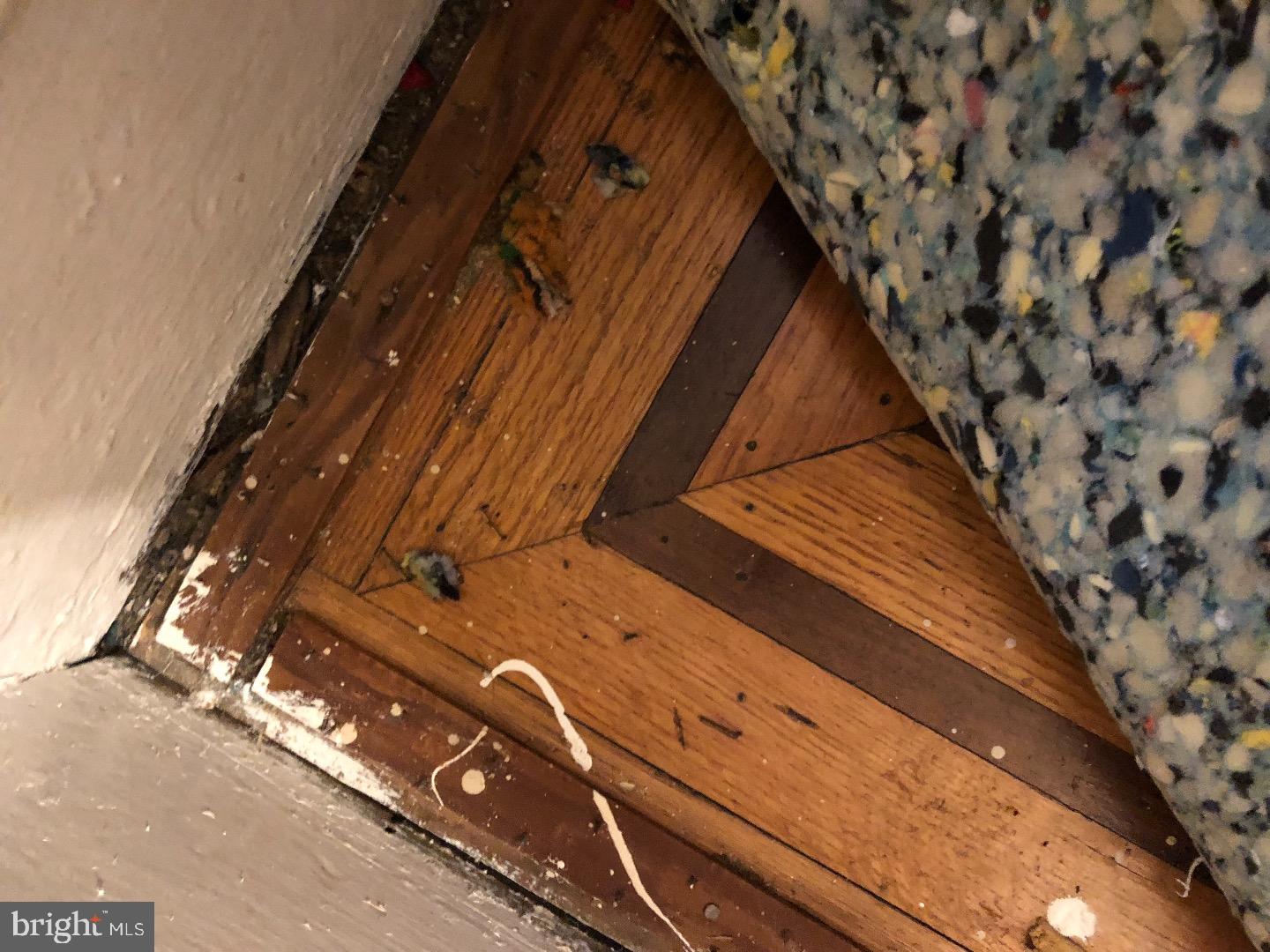 1102 Tree Street Philadelphia, PA 19148 - Photo 5 of 15 Gallery Image 5