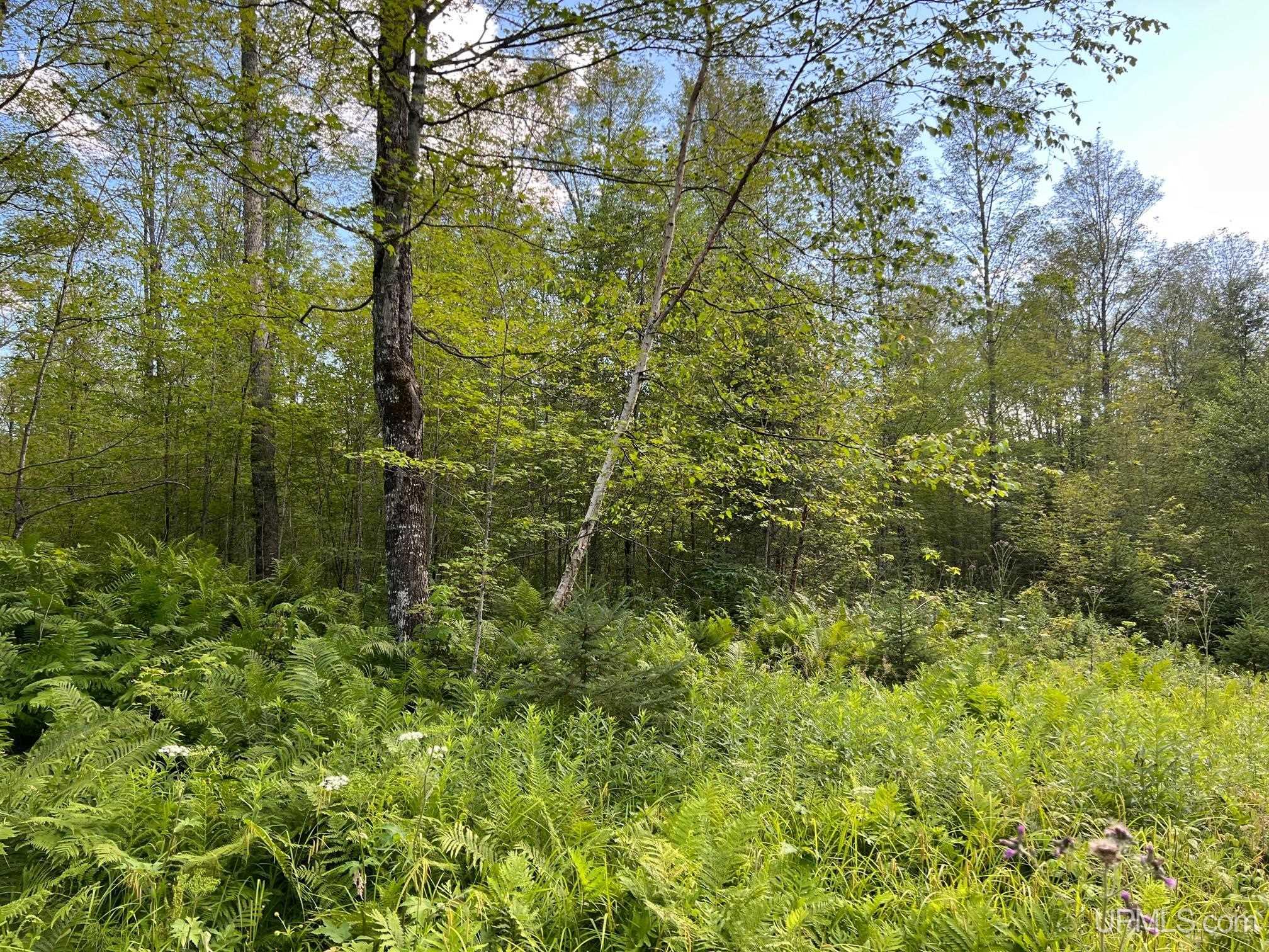 Tbd1 Cut Across Road Michigamme, MI 49861 - Photo 13 of 15