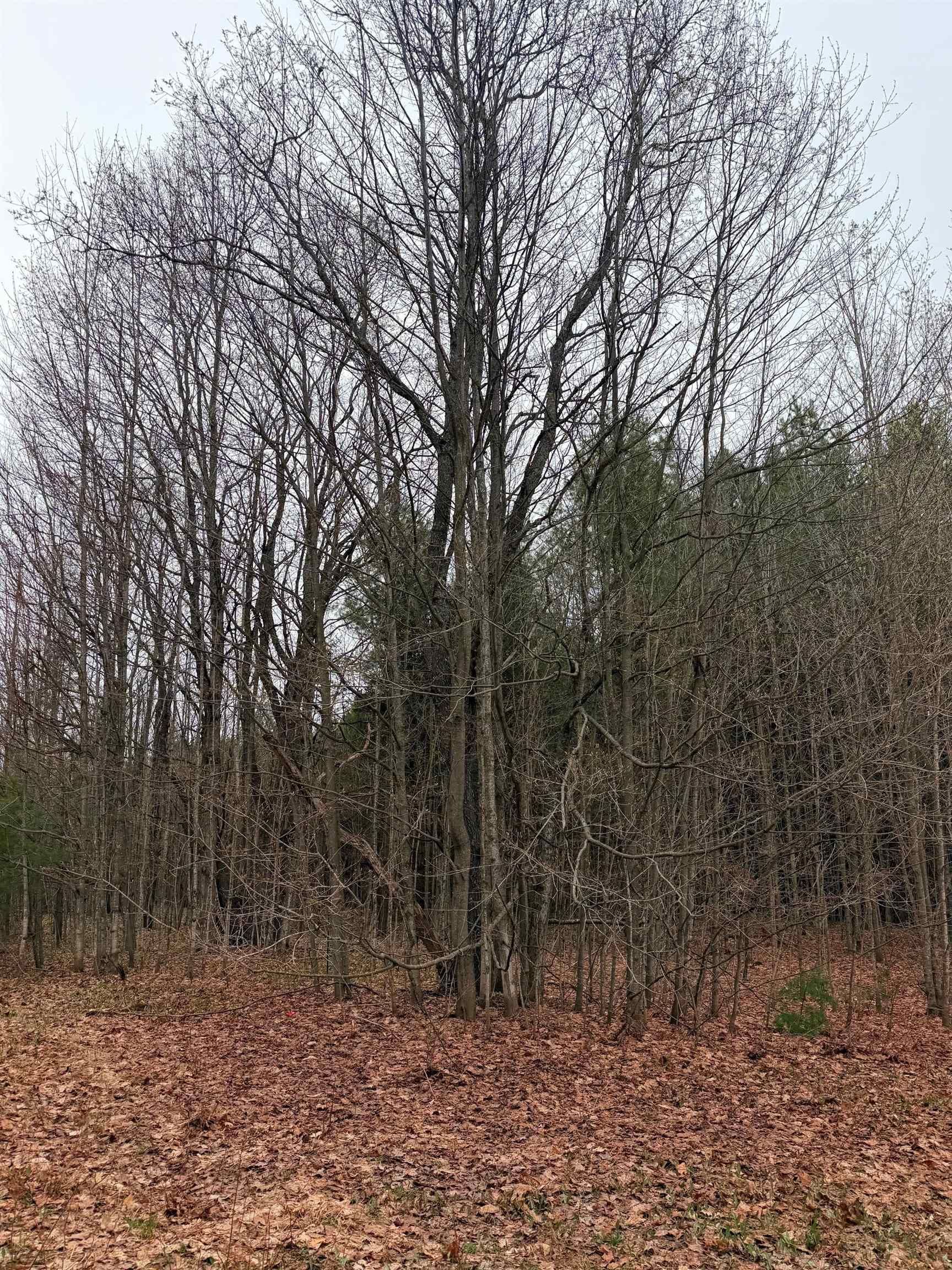 2 Woodland Trail, Unit PARCEL 2 Cedar, MI 49621 - Photo 7 of 19
