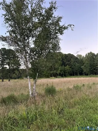 a view of large trees with a yard
