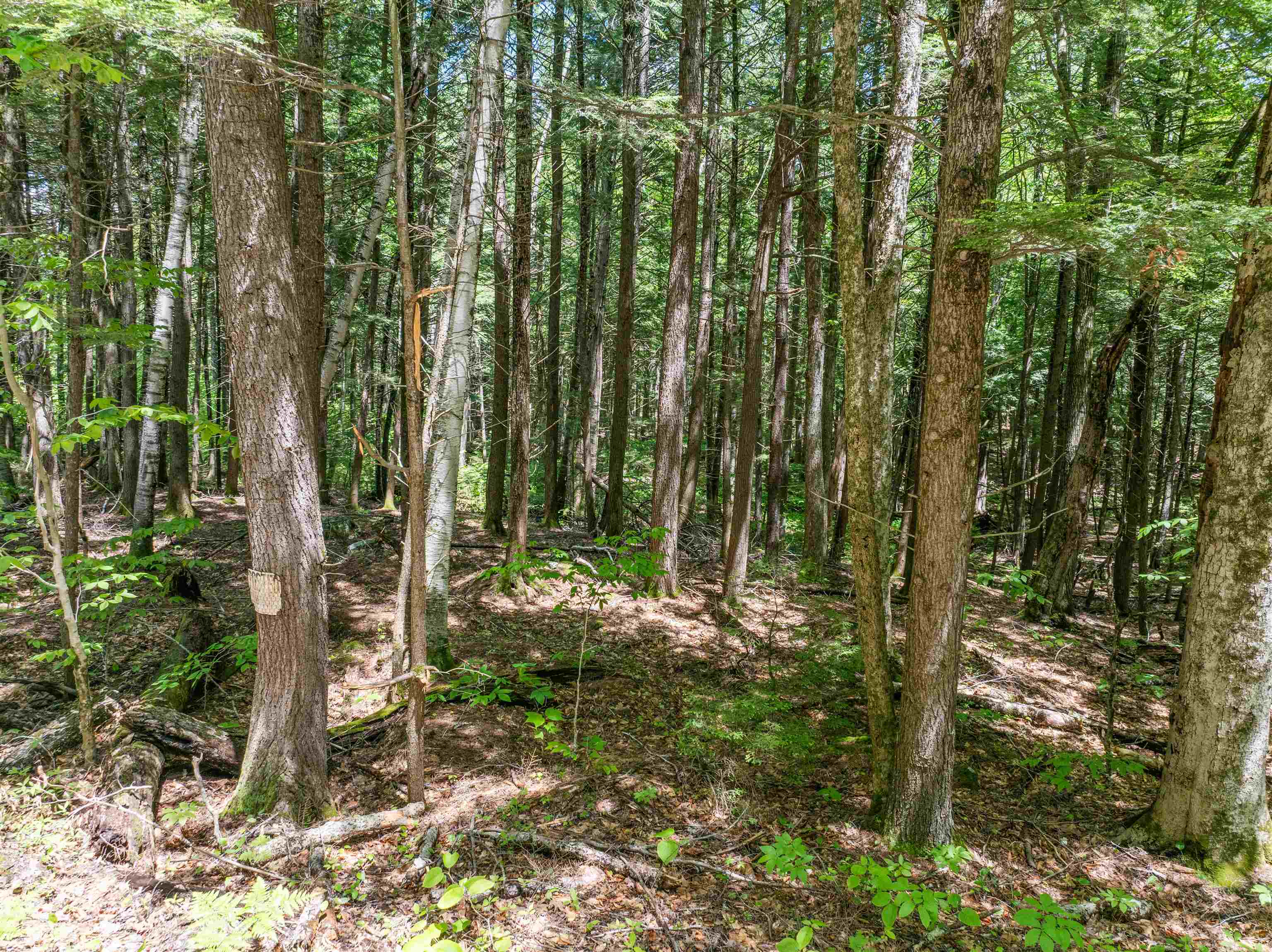 47 Forest Pond Road New Hampton, NH 03256 - Photo 30 of 60