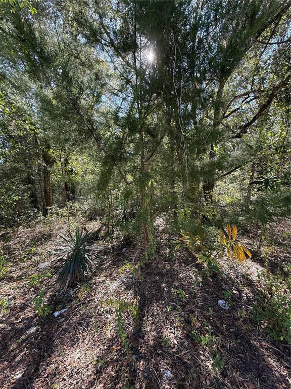 0 Southwest 2nd Place Ocala, FL 34474 - Photo 14 of 16 a view of forest